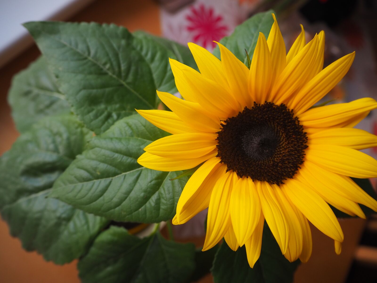 Olympus M.Zuiko Digital ED 14-42mm F3.5-5.6 EZ sample photo. Sunflower, flower, summer photography