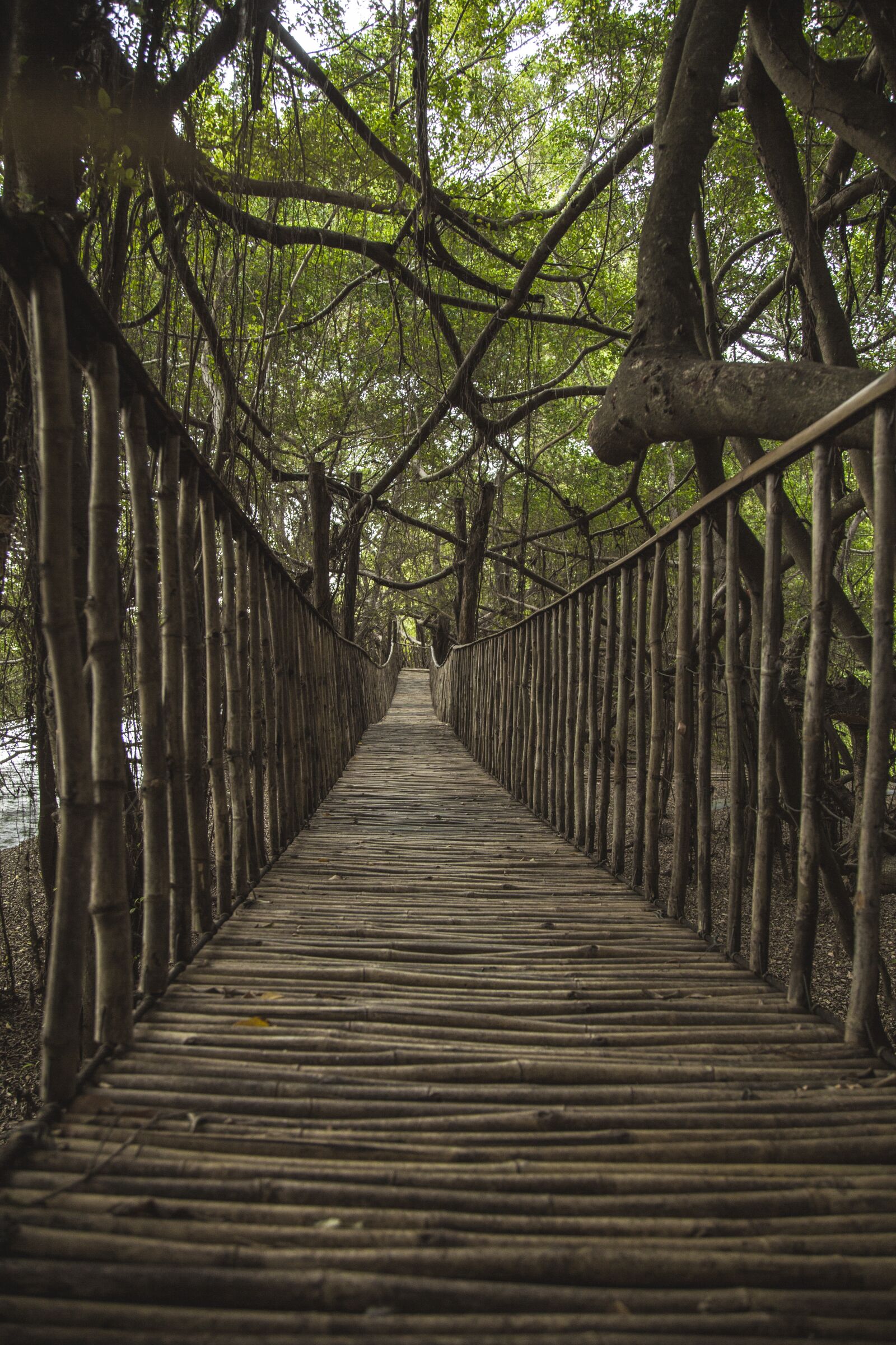 Canon EOS 6D + Canon EF 24-105mm F4L IS USM sample photo. Elephant, suspension bridges, trees photography
