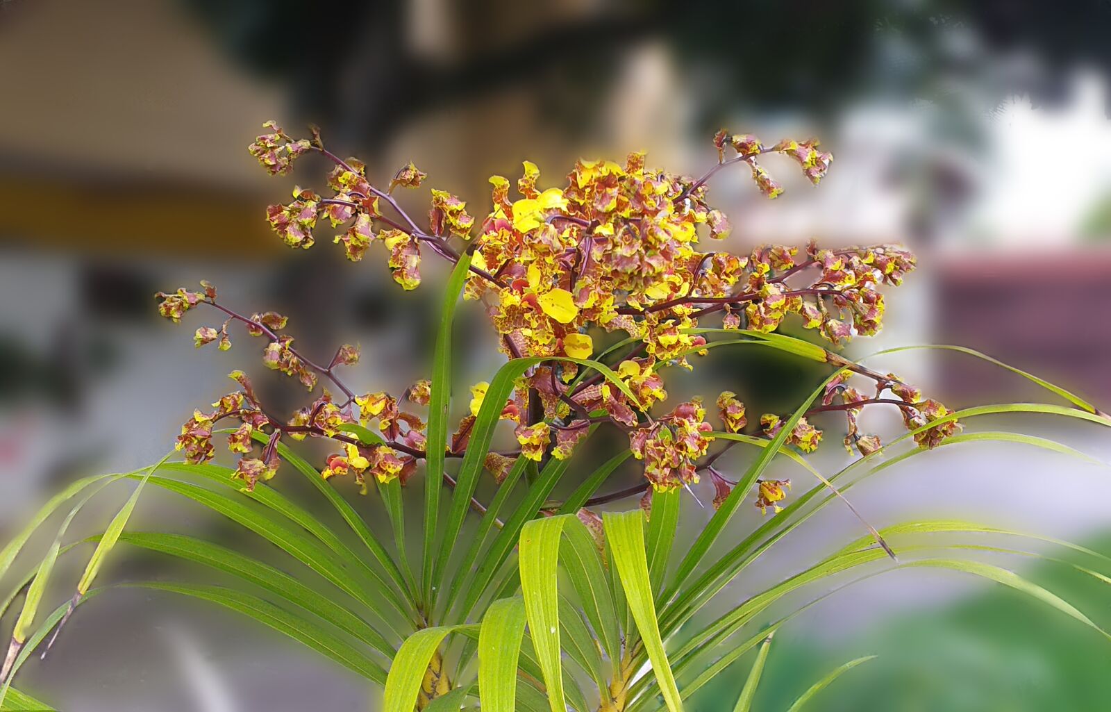 Samsung Galaxy J6+ sample photo. Orchid, flowers, plants photography