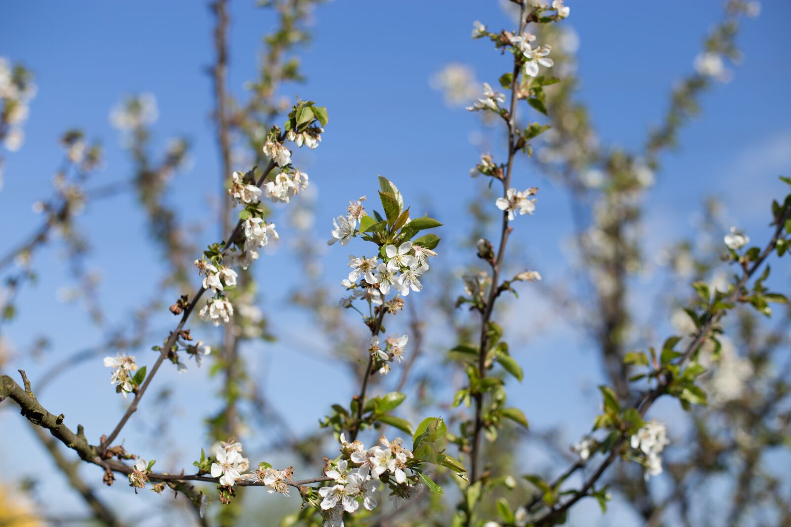 Canon EOS 6D + Canon EF 50mm F1.4 USM sample photo. Spring, tree, nature photography
