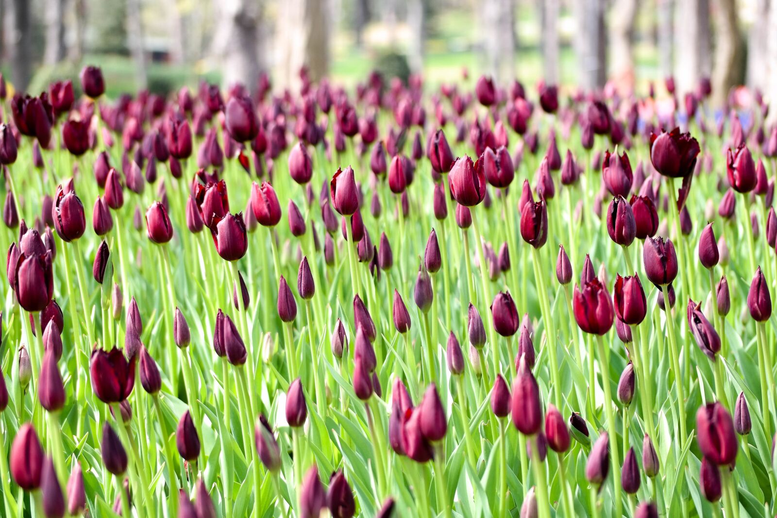 Samsung NX300 sample photo. Flower, tulip, spring photography