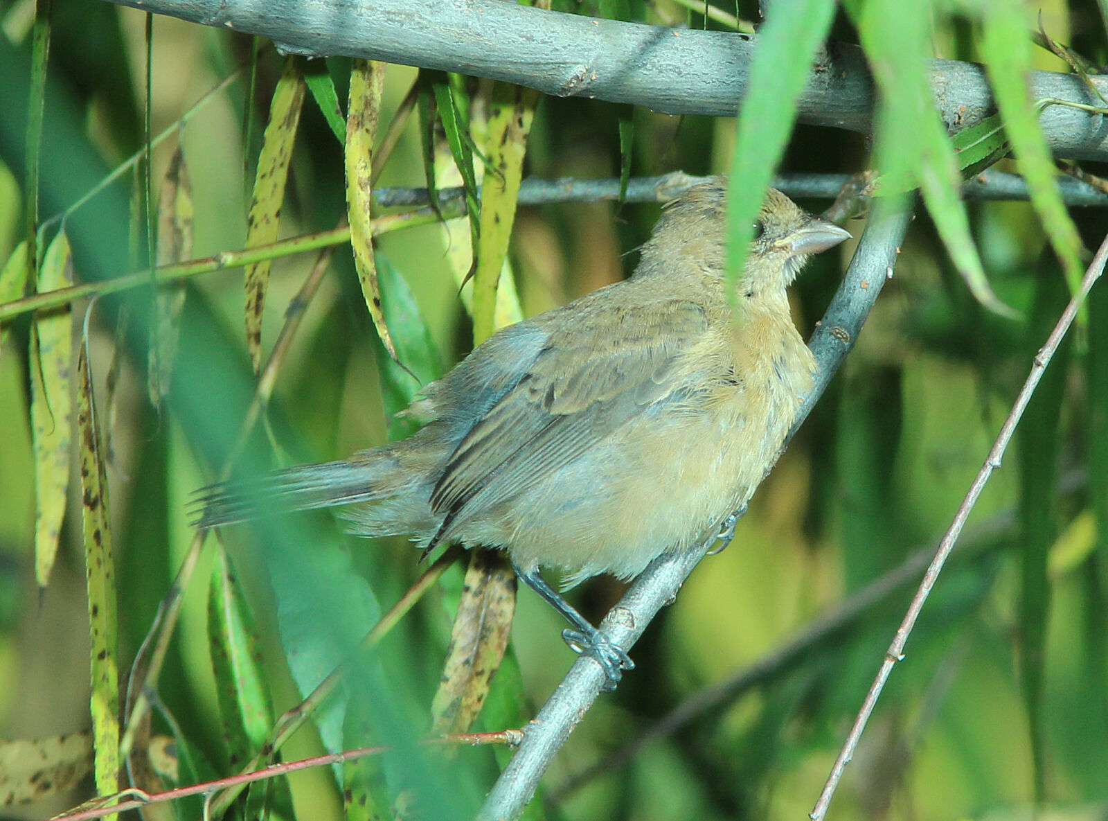 Canon EF 300mm F4L IS USM sample photo