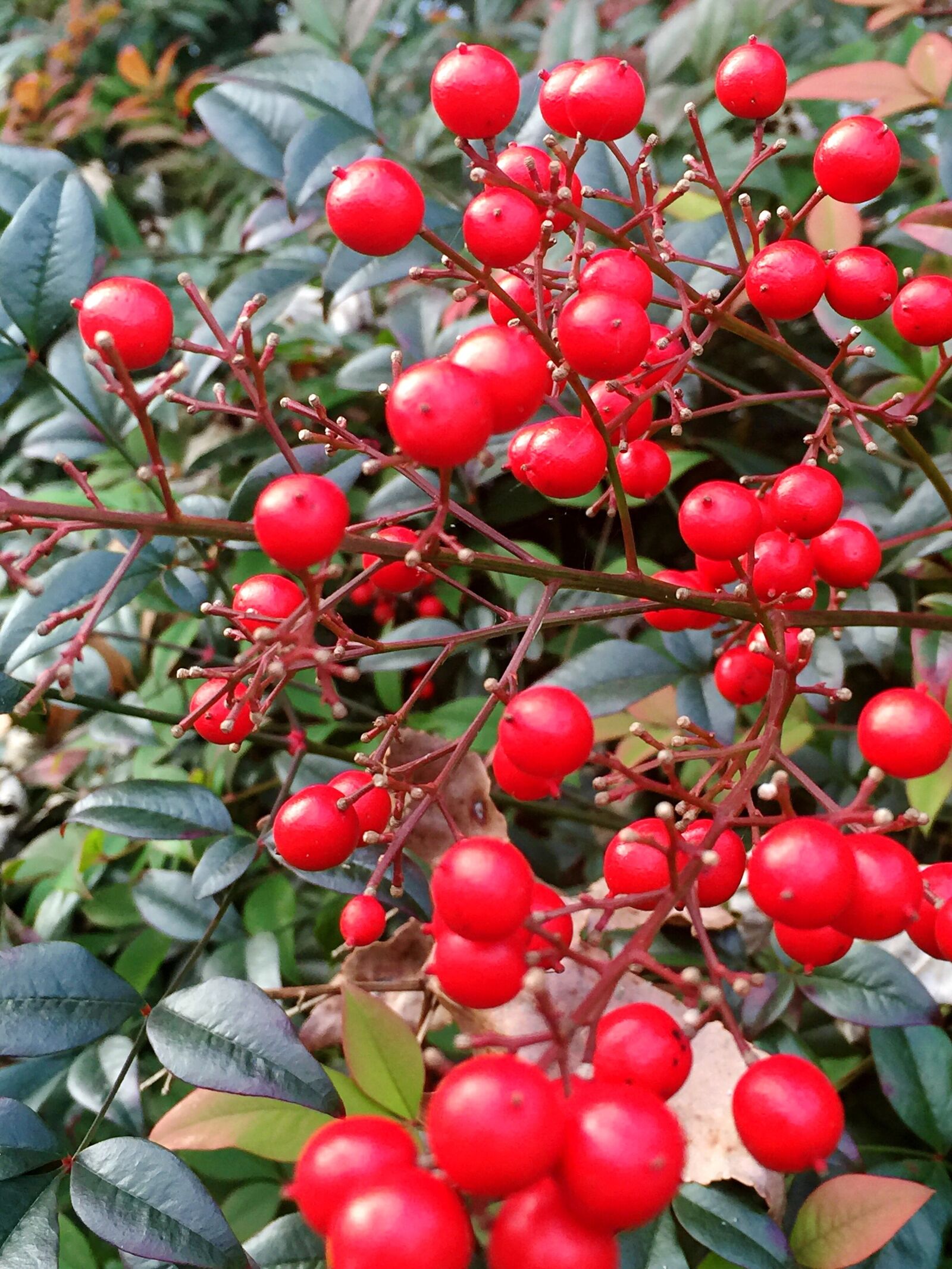 iPhone 6 Plus back camera 4.15mm f/2.2 sample photo. Holly, nature, christmas photography