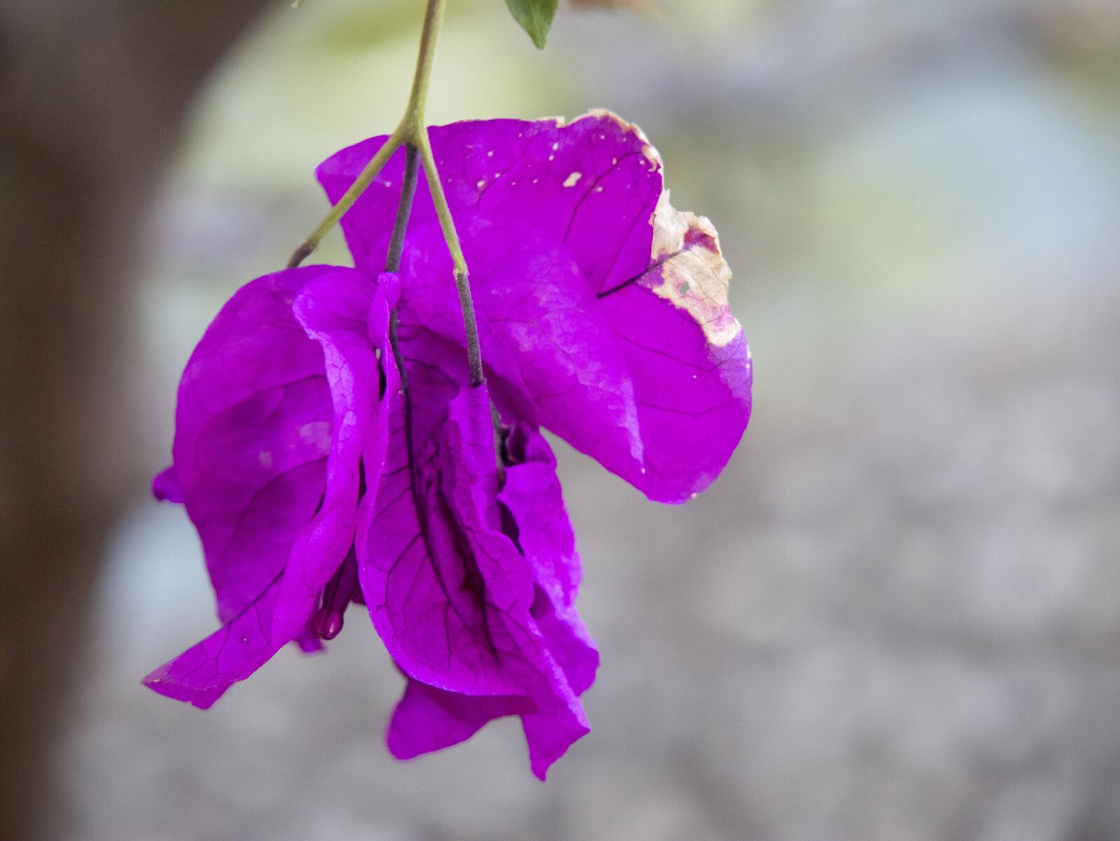 Canon EOS M6 sample photo. Purple, flower, single photography