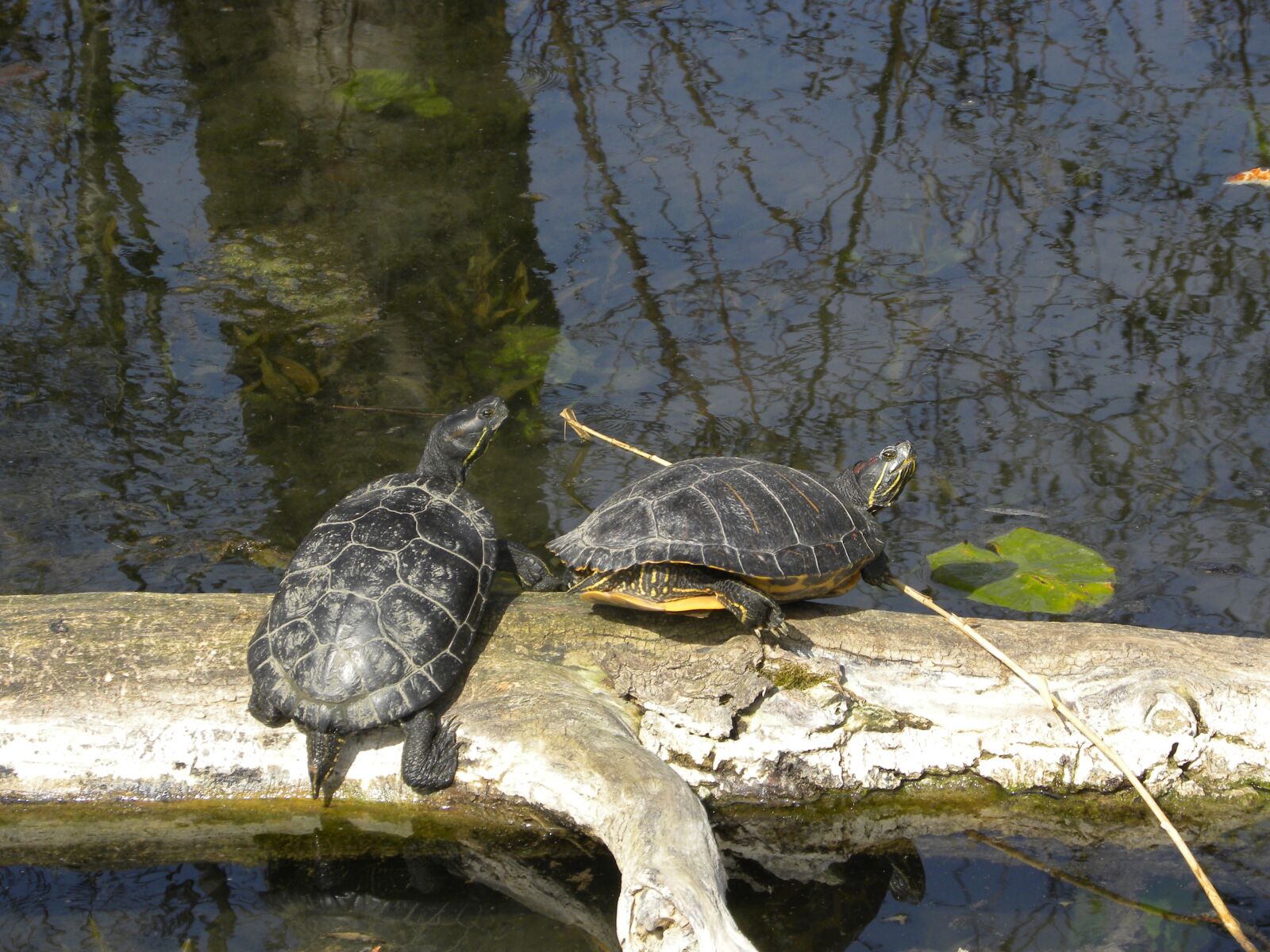 Nikon Coolpix P90 sample photo. Water turtle, on the photography