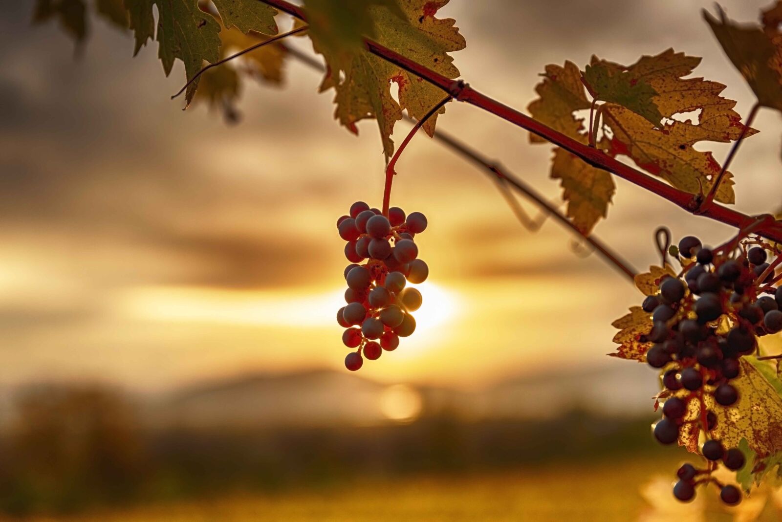 Tamron SP 24-70mm F2.8 Di VC USD sample photo. Sunset, vineyard, landscape photography