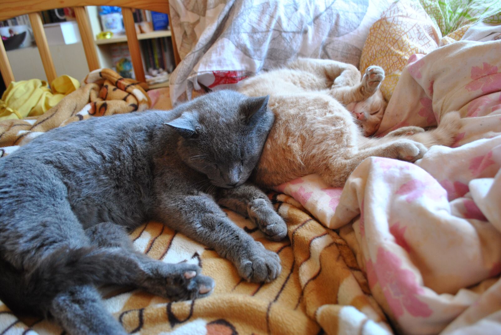 Nikon D3000 sample photo. Cat, kitten, cute photography