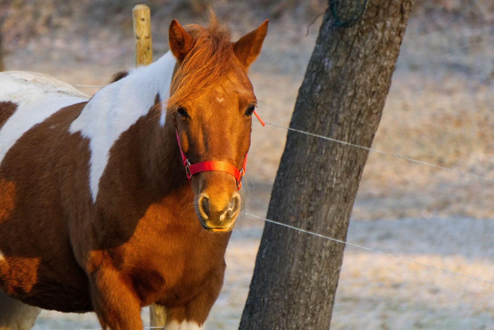 Sony a6000 sample photo. Horse, animal, head photography
