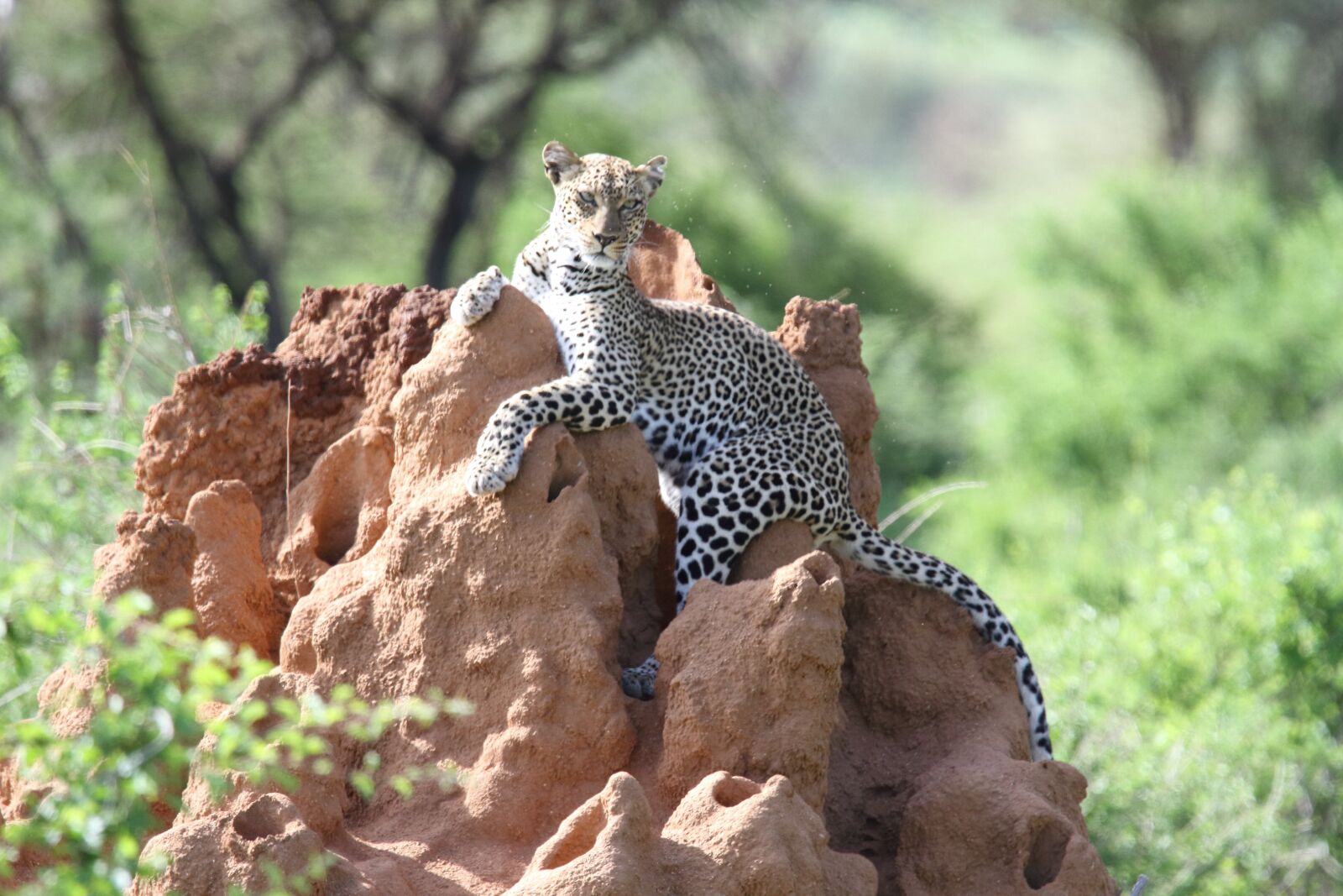 Tamron SP 150-600mm F5-6.3 Di VC USD G2 sample photo. Leopard, samburu, bigfive photography