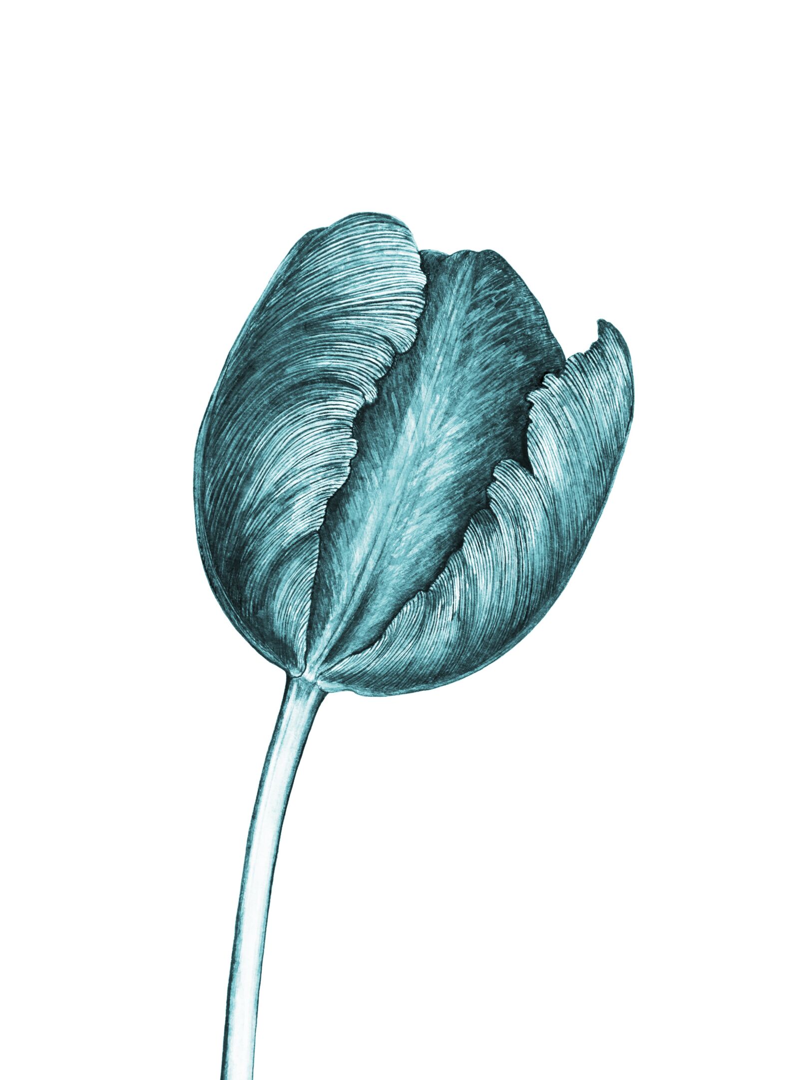 Canon EOS 5D Mark II sample photo. Blue, tulip, flower photography