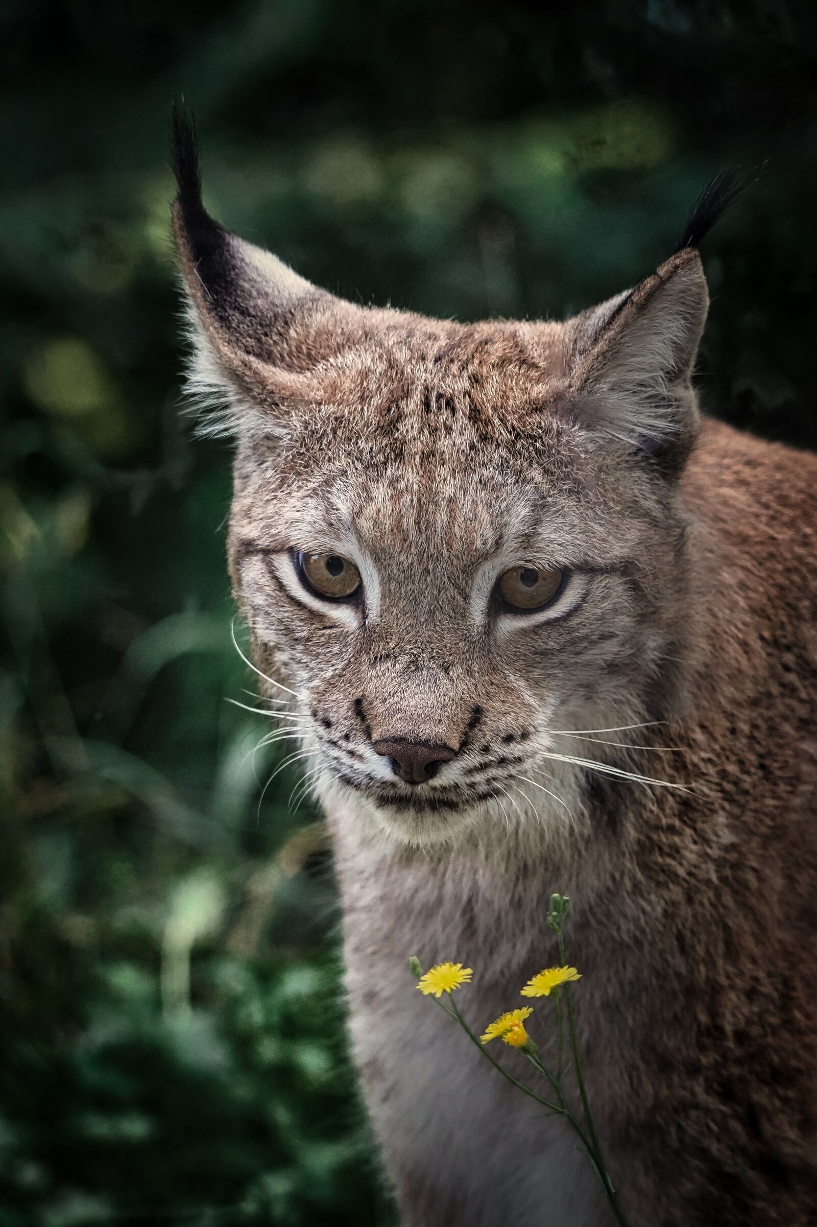 Sony a7 III sample photo. Lynx, eurasian lynx, animal photography
