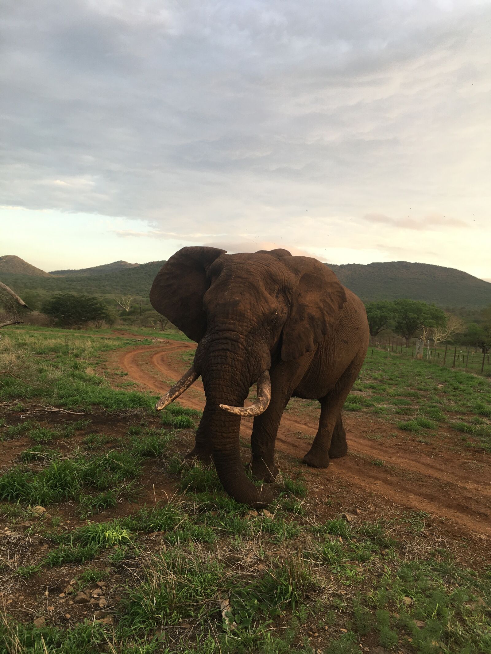 Apple iPhone SE + iPhone SE back camera 4.15mm f/2.2 sample photo. Elephant, africa, large mammal photography