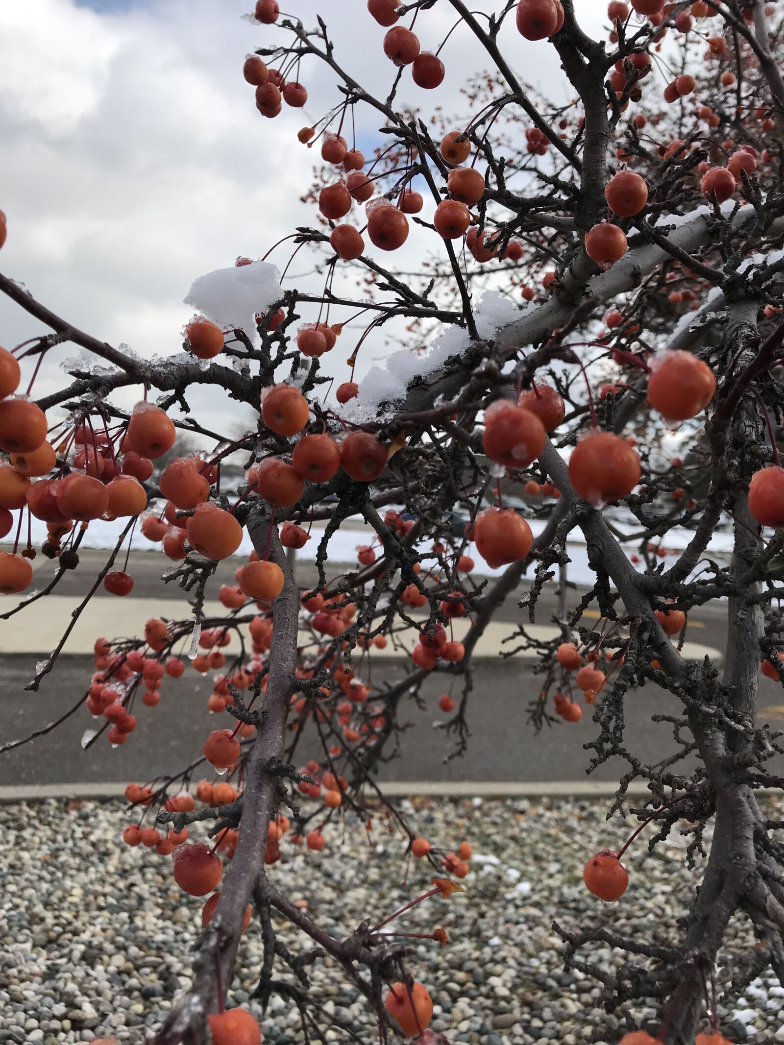 Apple iPhone 7 Plus sample photo. Winter, tree, frost photography