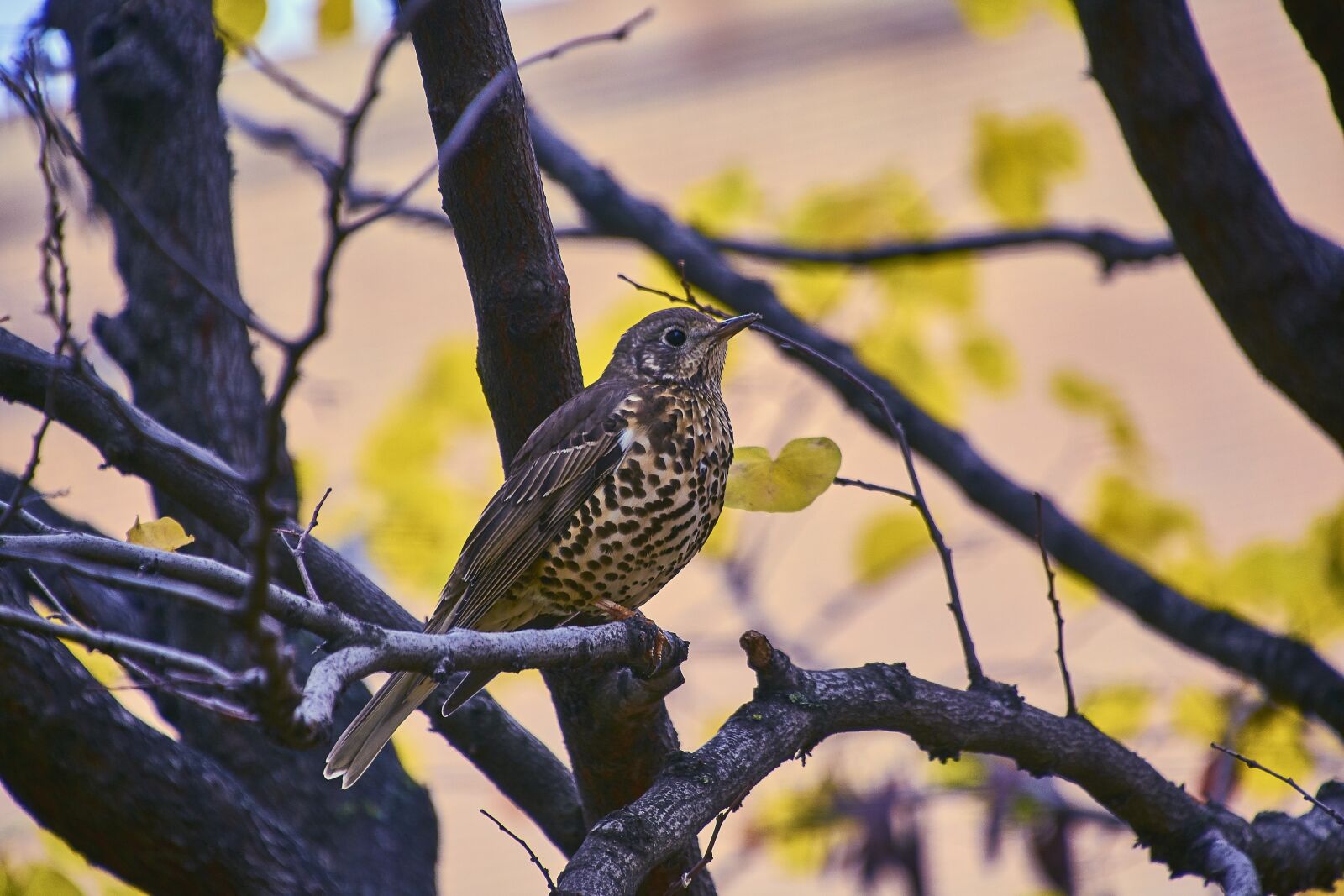 Nikon D7200 sample photo. Nature, birds, peak photography