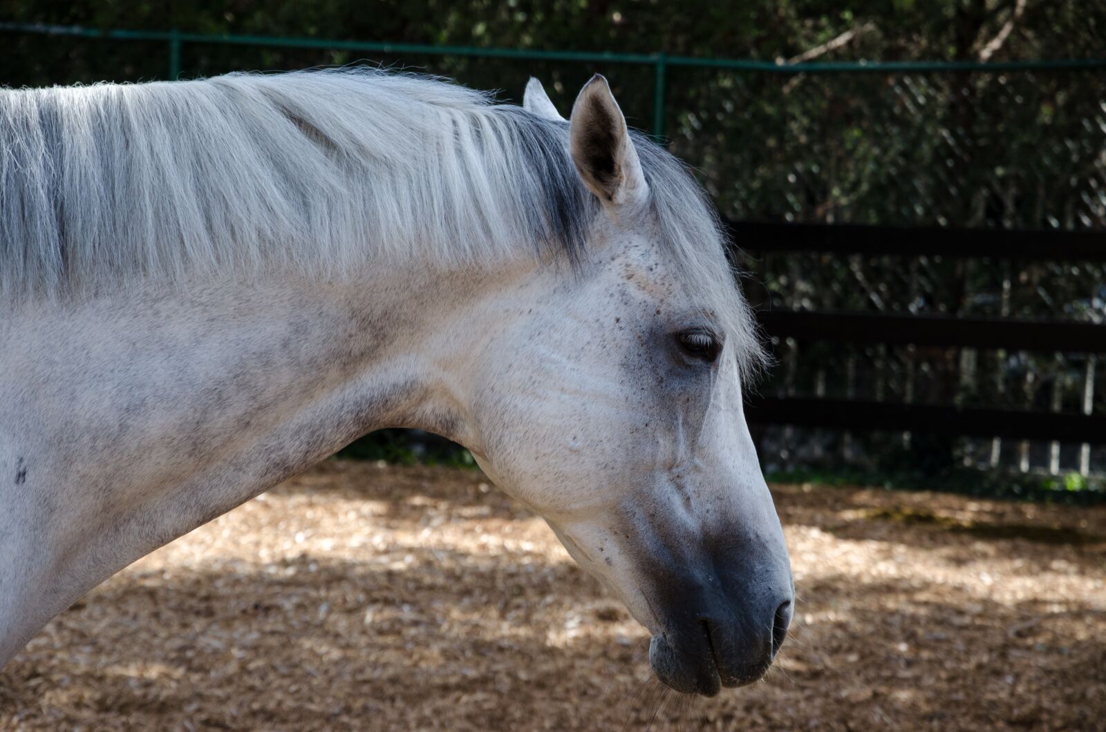 Nikon D5100 sample photo. Usa, america, kentucky photography