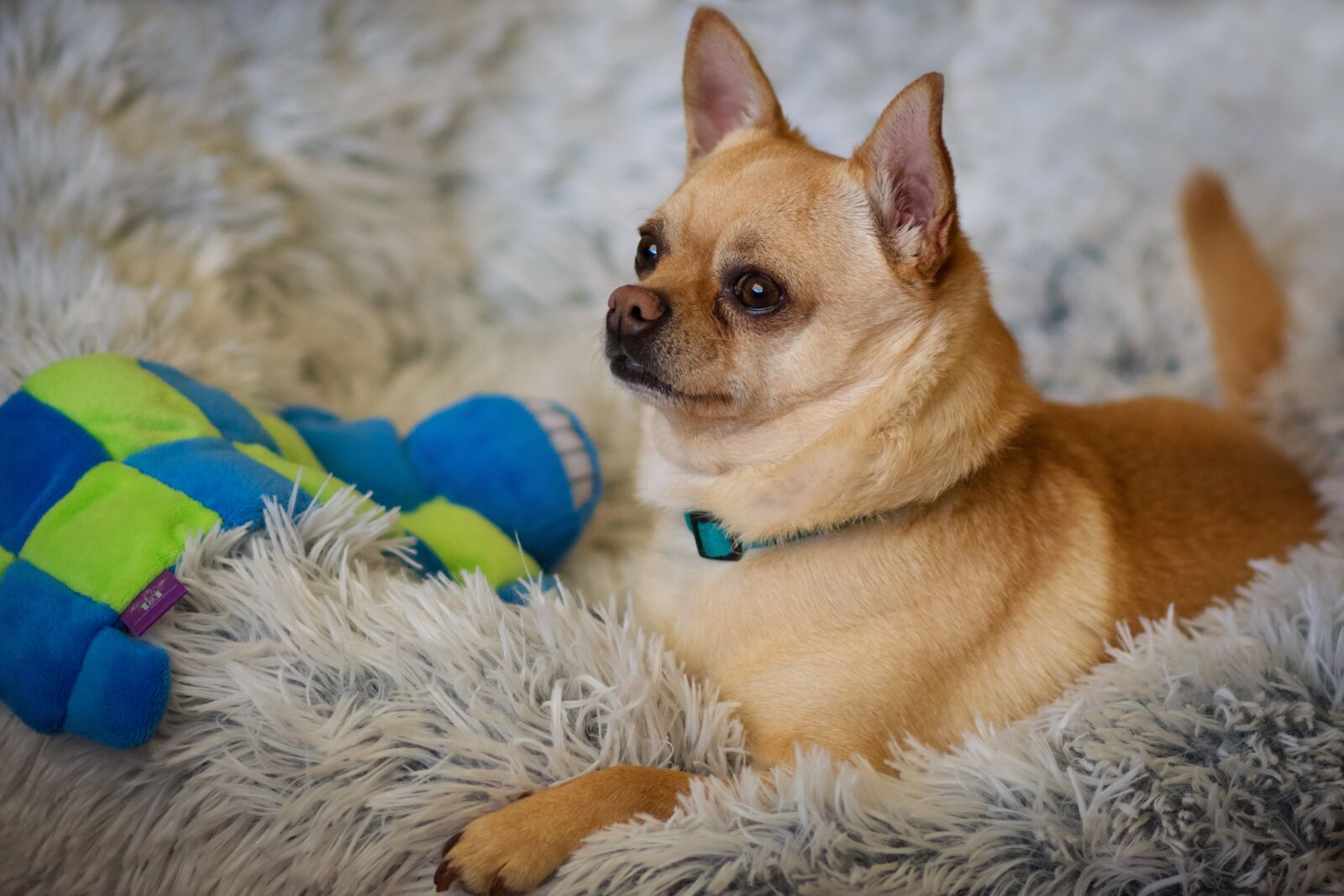Nikon D7200 sample photo. Cute, dog, animal photography