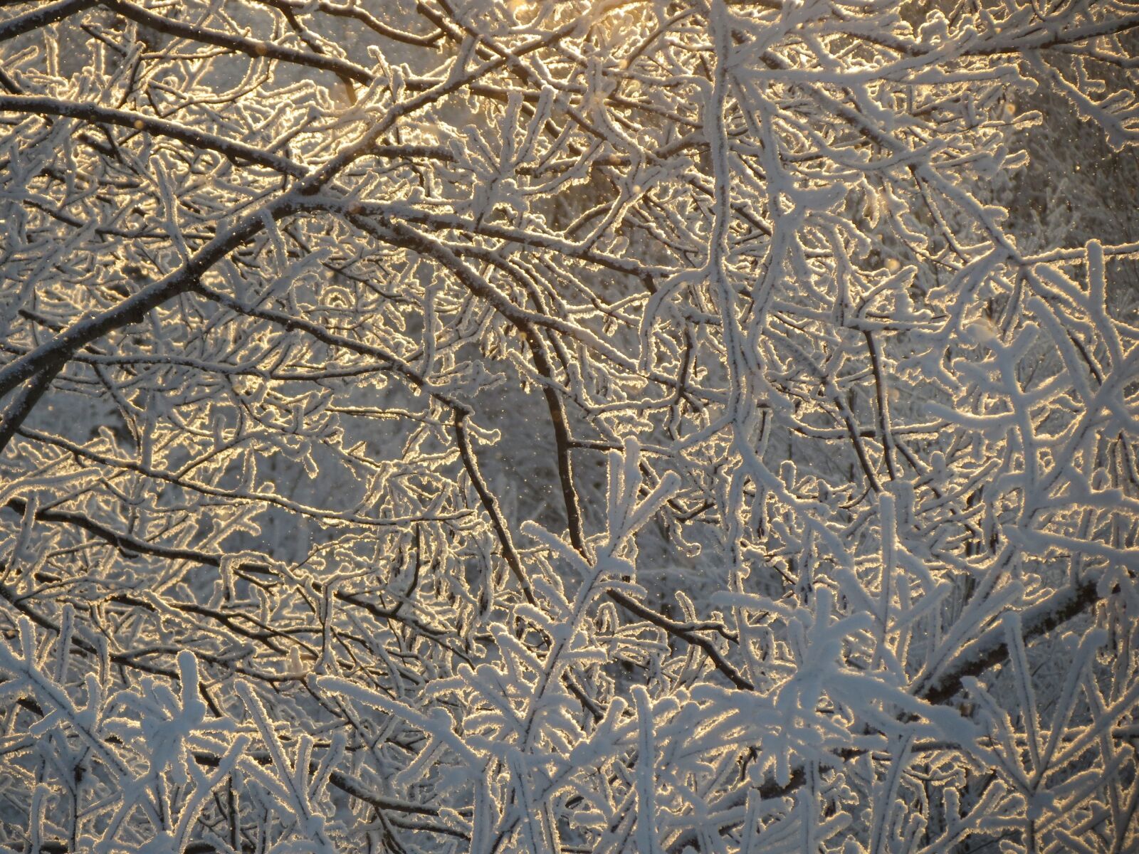 Canon PowerShot SX40 HS sample photo. Leann, branch, frost photography