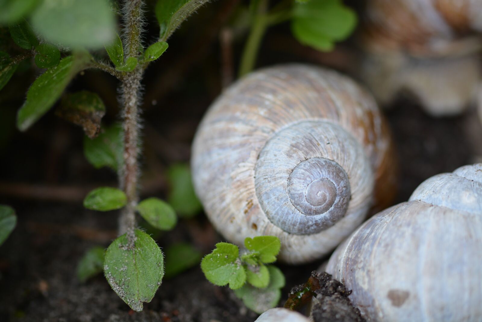 Nikon D5200 sample photo. Snail, shell, mollusk photography