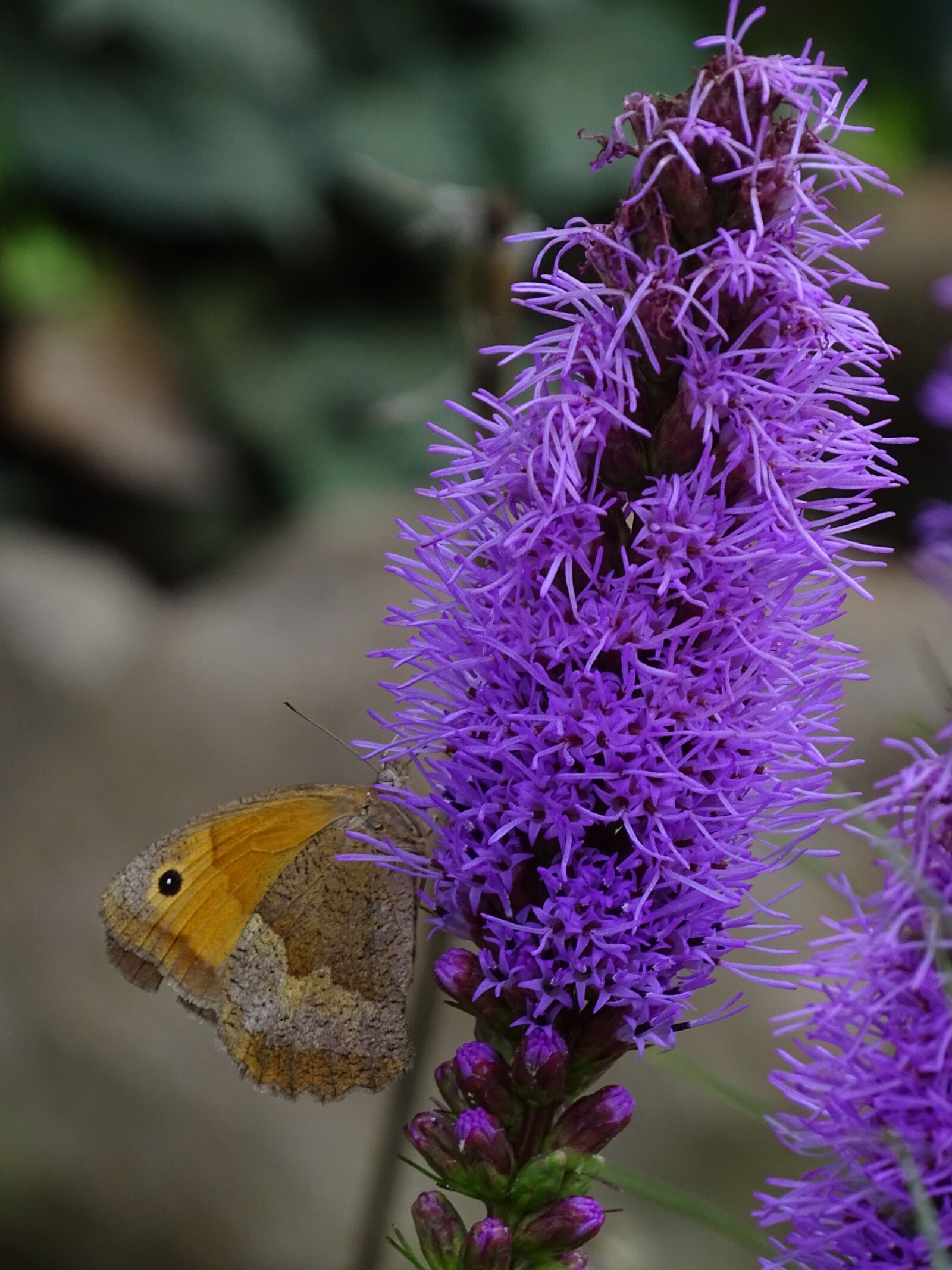 Sony Cyber-shot DSC-HX400V sample photo. Butterfly, macro, purple photography
