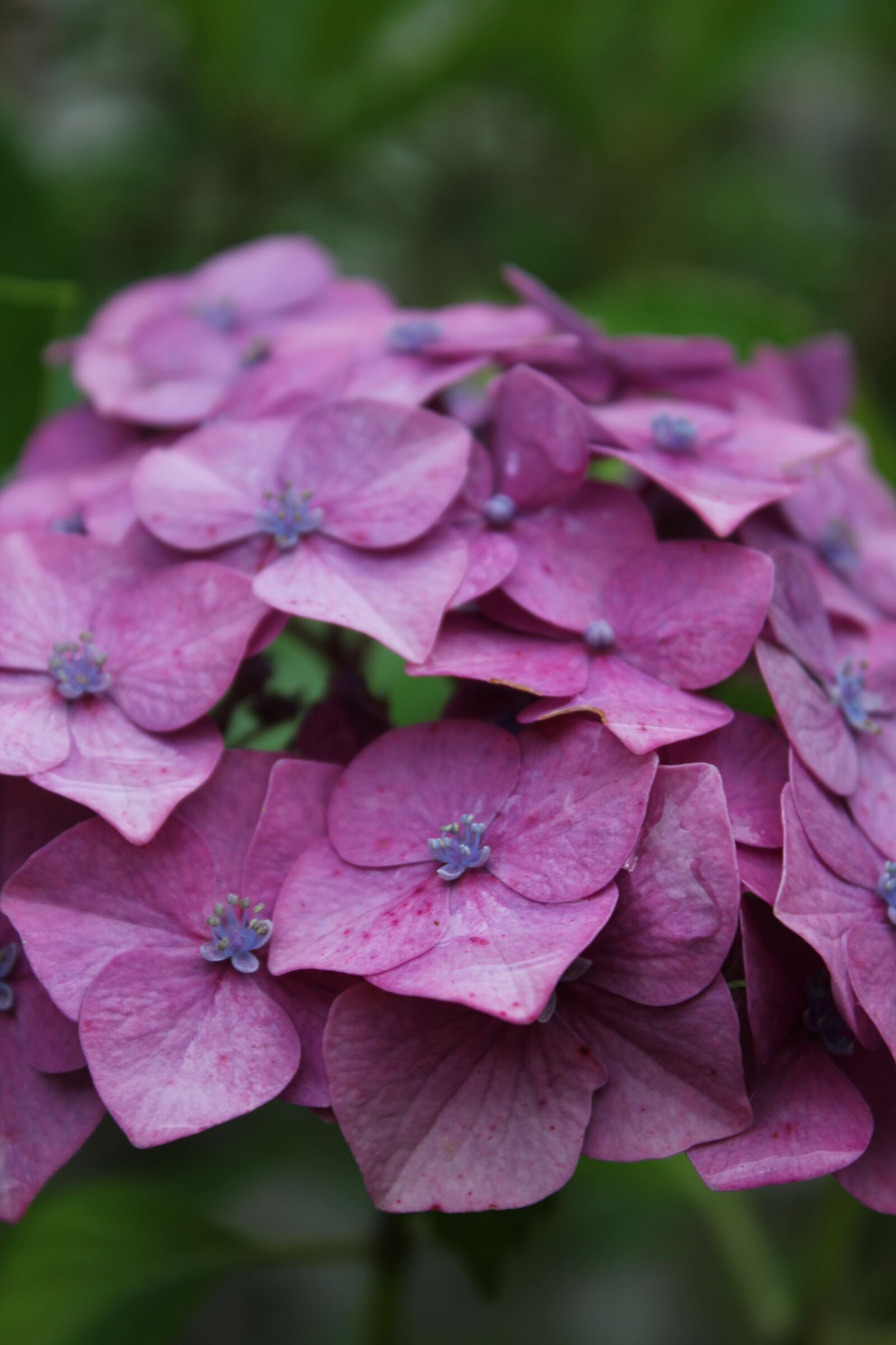 Canon EOS 550D (EOS Rebel T2i / EOS Kiss X4) sample photo. Hydrangea, violet, pink photography