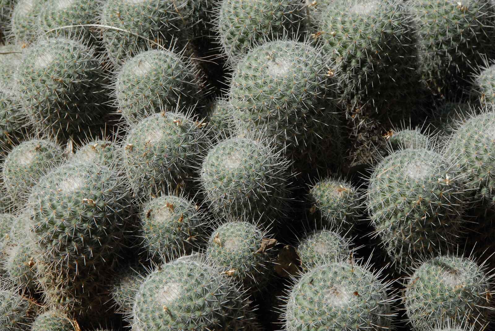 Nikon D200 sample photo. Cactus, thorn, botany photography