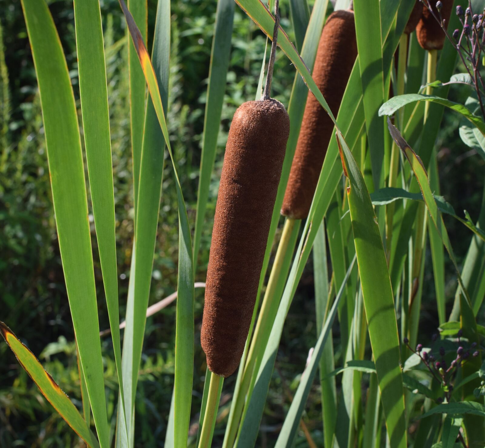 Nikon D3300 sample photo. Cattails, wetland, plant photography