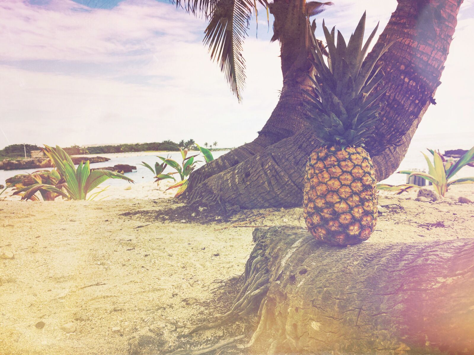 Apple iPhone 6 sample photo. Beach, fruit, island, nature photography