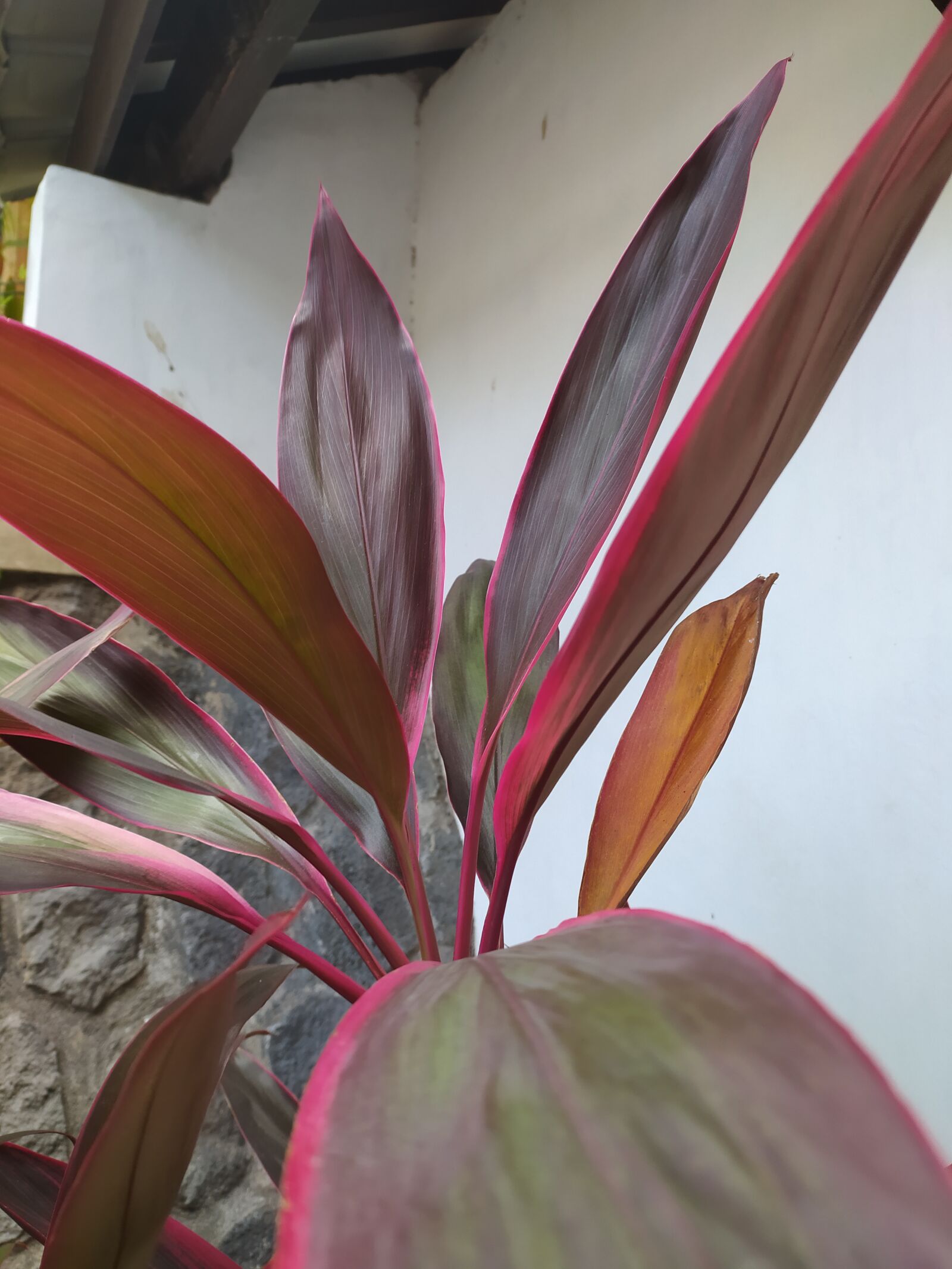Xiaomi Redmi Note 8 sample photo. Leaf, flowers, background photography