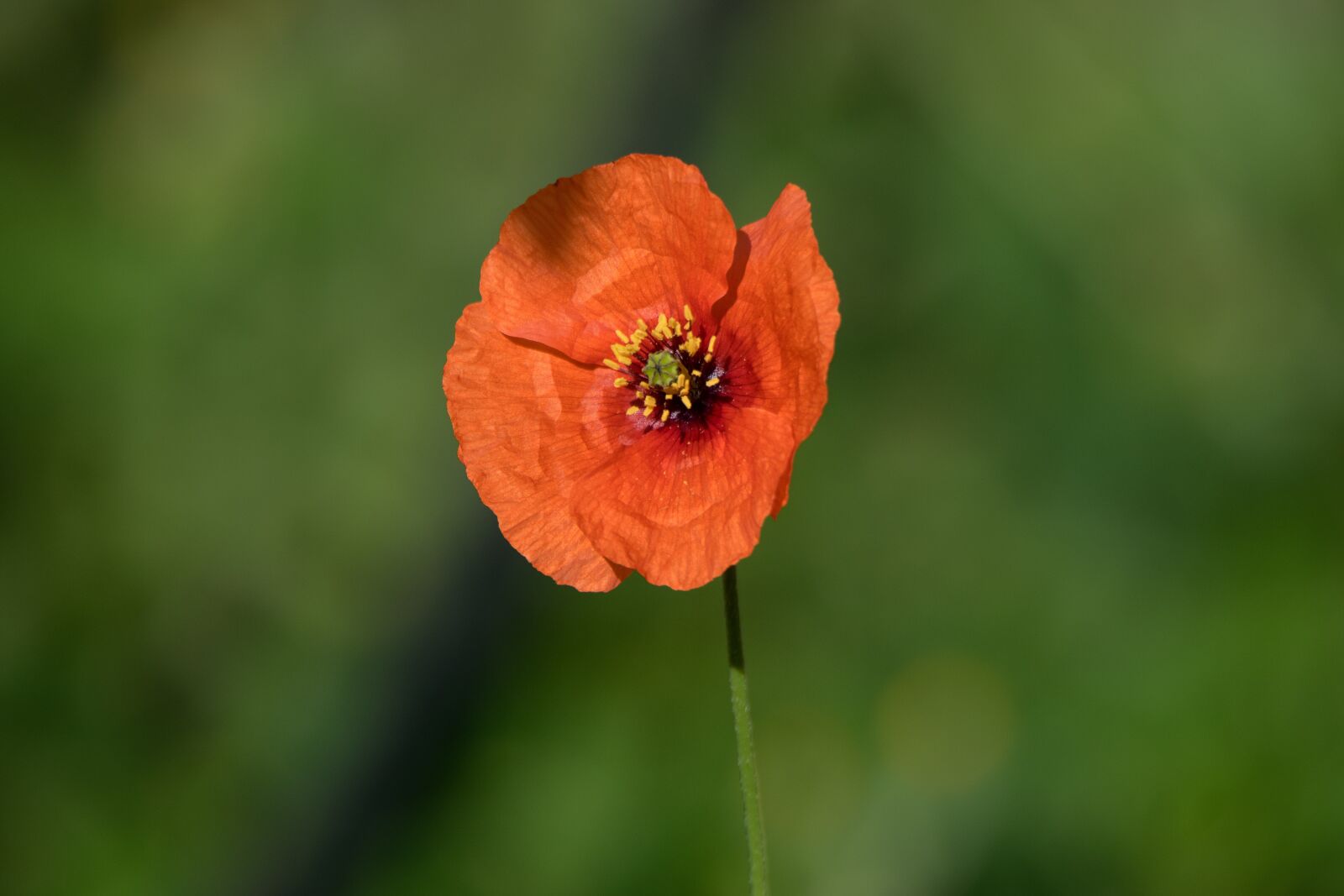 Nikon D5300 sample photo. Nature, flower, open air photography