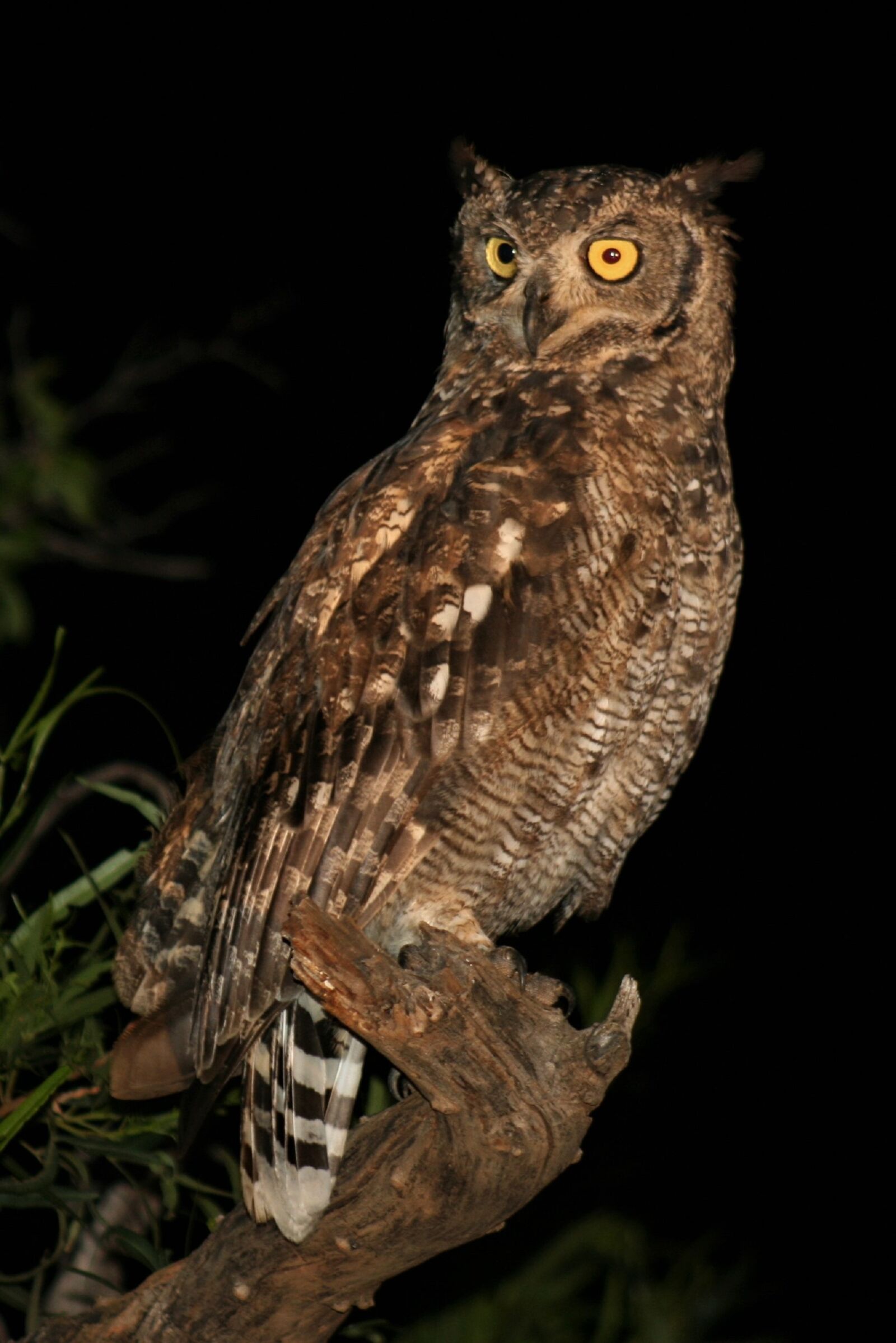 Canon EOS 400D (EOS Digital Rebel XTi / EOS Kiss Digital X) sample photo. Spotted eagle owl, watchful photography