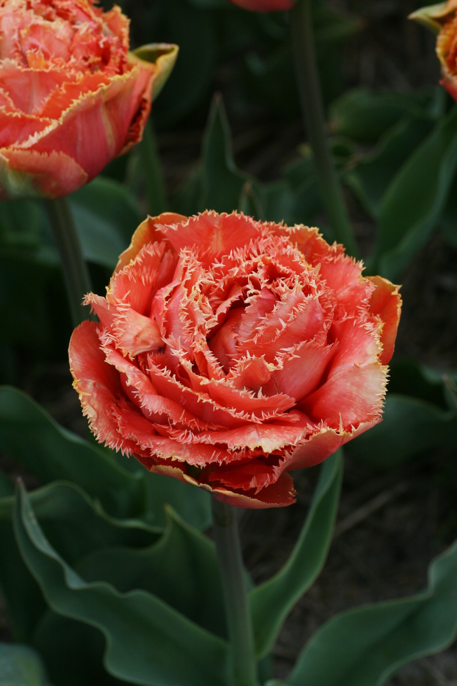 Canon EOS 400D (EOS Digital Rebel XTi / EOS Kiss Digital X) sample photo. Tulip, double, gefranjerd photography
