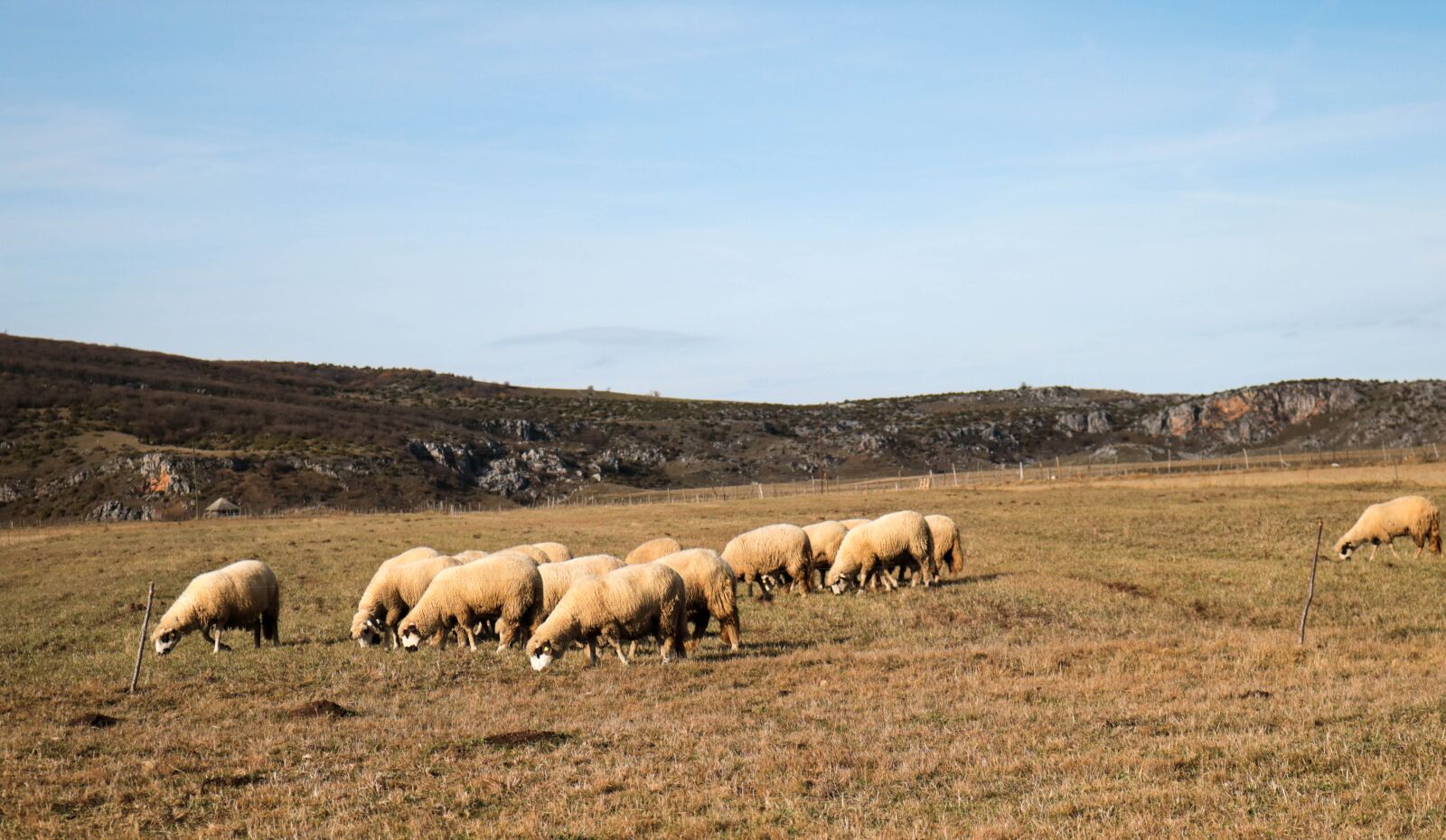 Canon EOS 750D (EOS Rebel T6i / EOS Kiss X8i) sample photo. Nature, sheep, wool photography