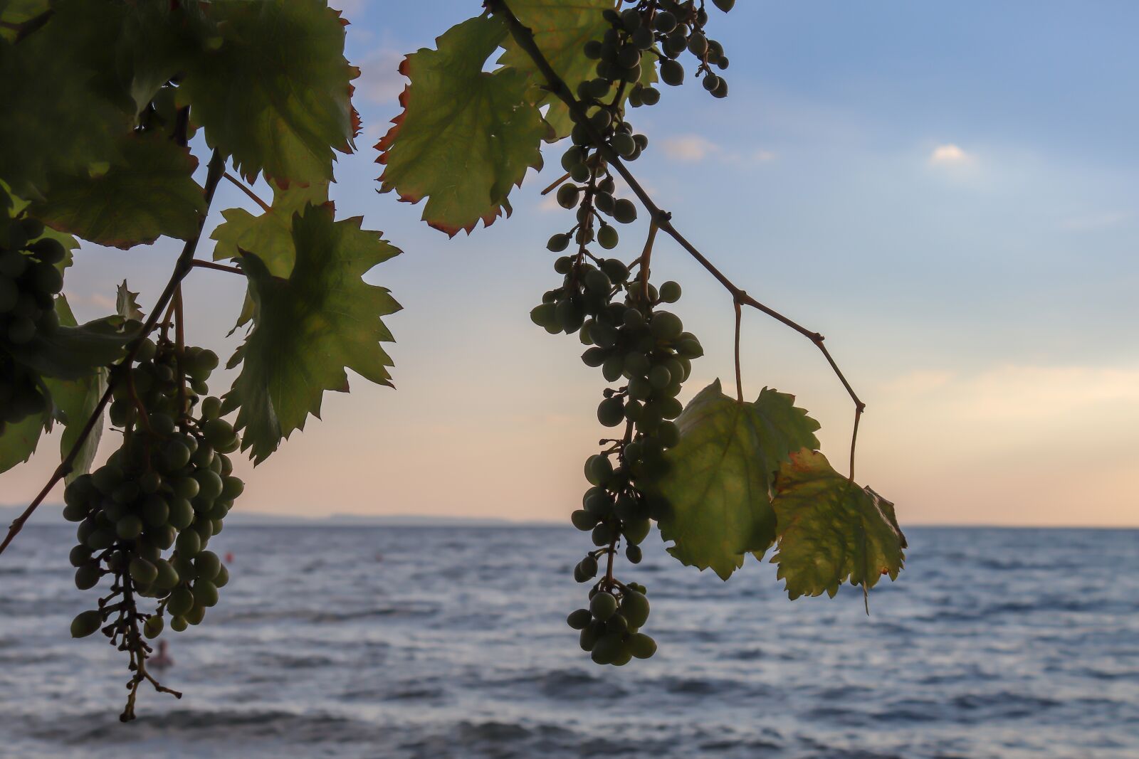 Canon EOS 200D (EOS Rebel SL2 / EOS Kiss X9) sample photo. Wine, sea, grapes photography