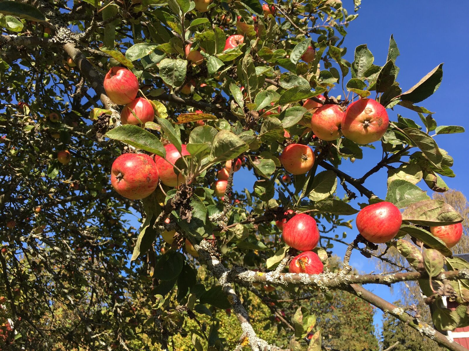 Apple iPhone 6s sample photo. Apple, apple tree, autumn photography