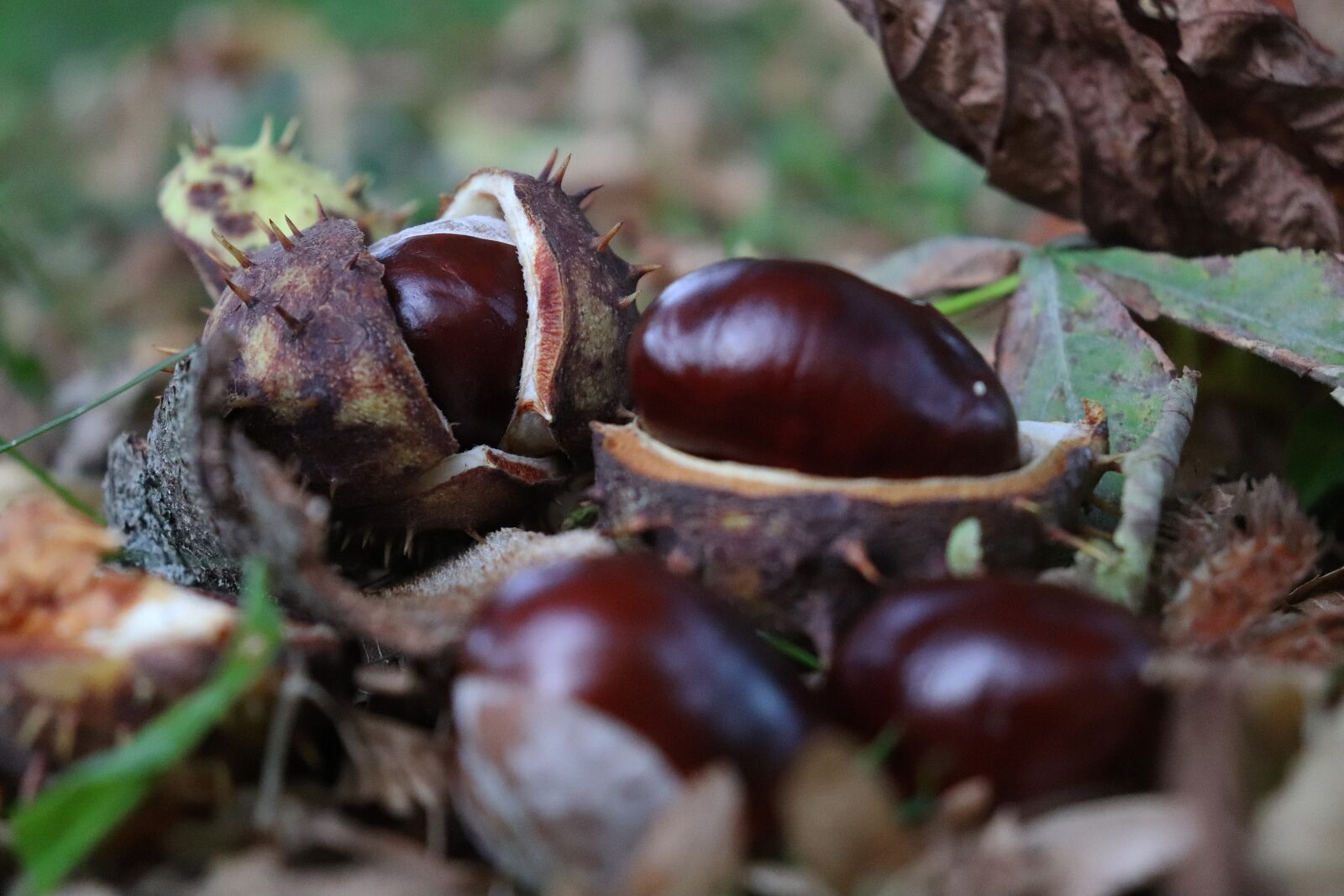 Canon EOS 800D (EOS Rebel T7i / EOS Kiss X9i) sample photo. Chestnut, autumn, nature photography