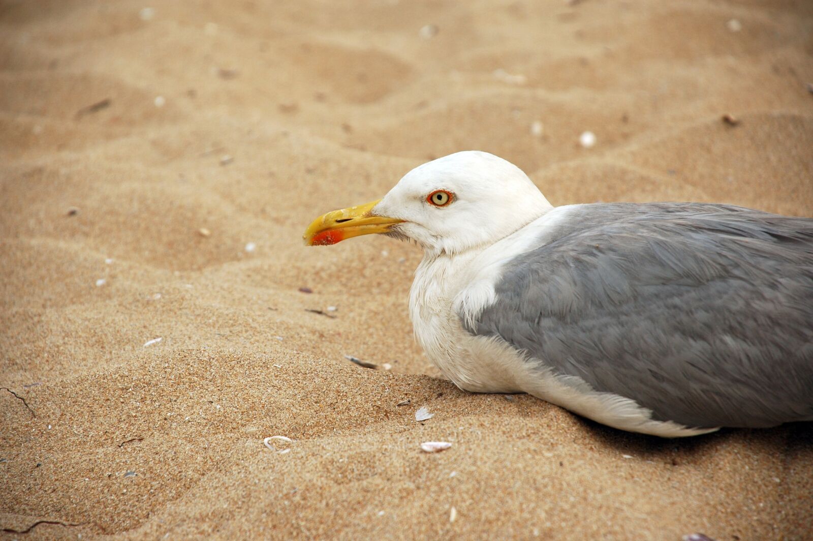 Nikon D70 sample photo. Seagull, beach, sand photography