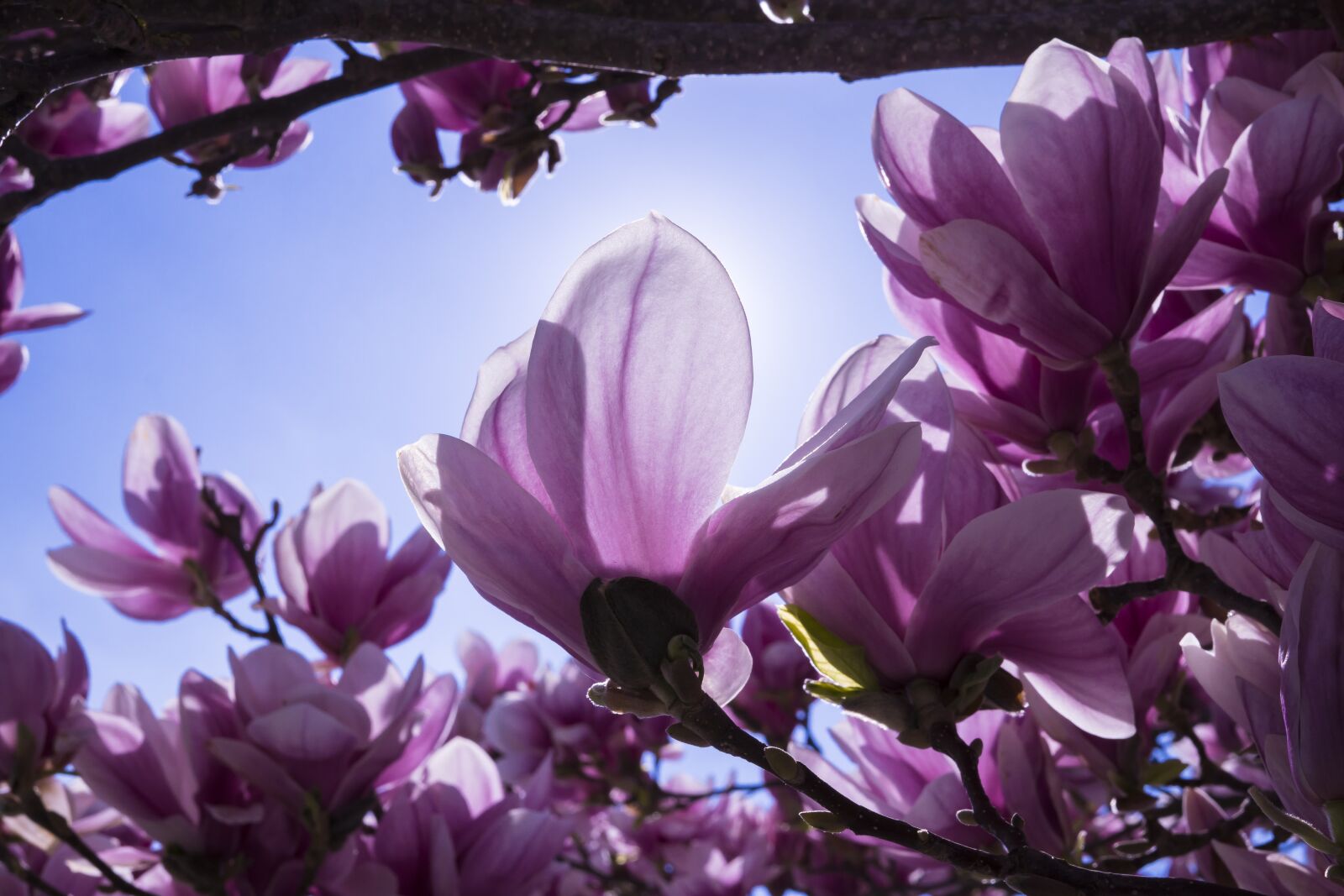 Sigma 30mm F2.8 EX DN sample photo. Magnolia, flowers, pink photography