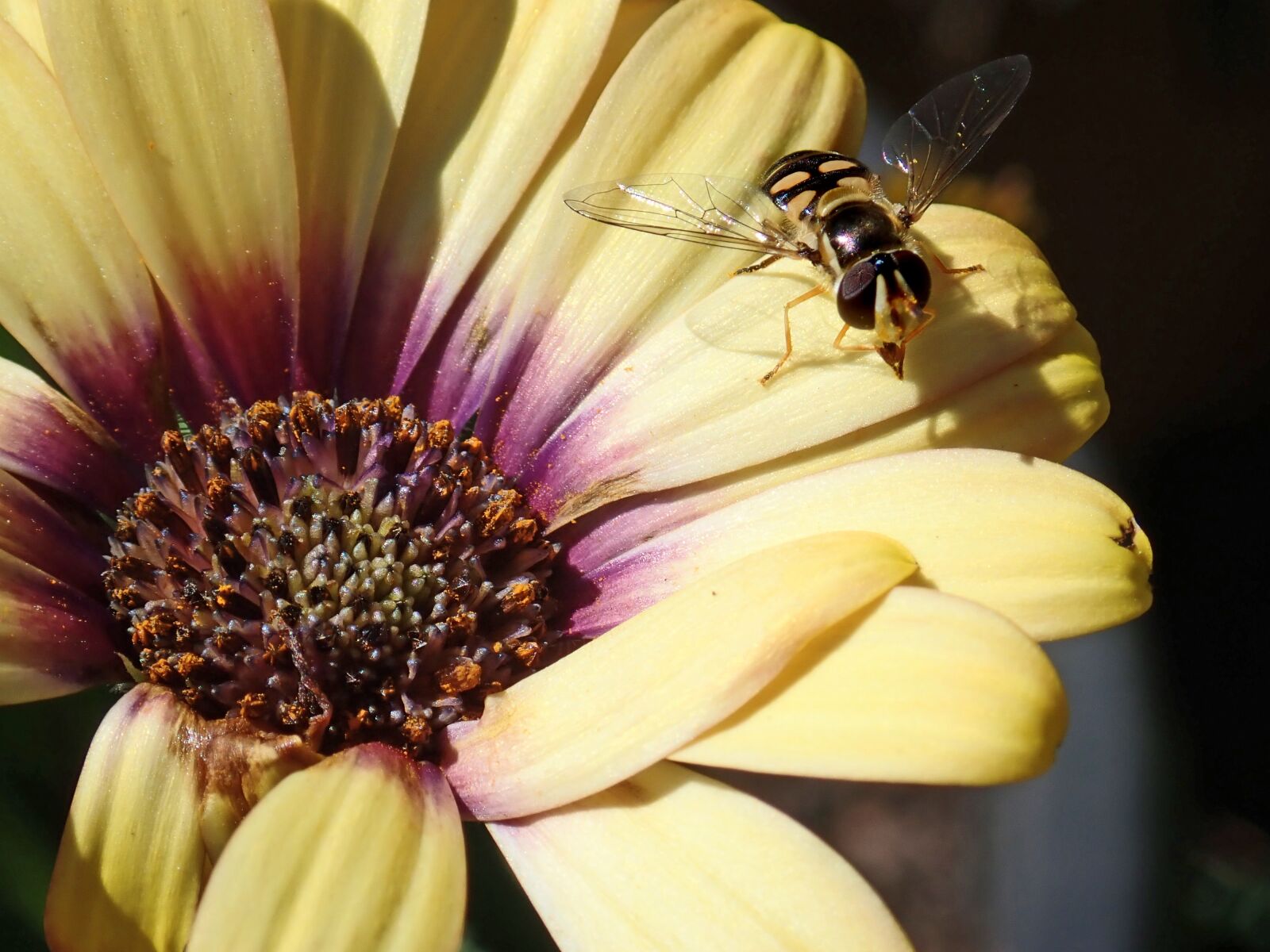 Olympus TG-5 sample photo. Hover fly, insect, flower photography