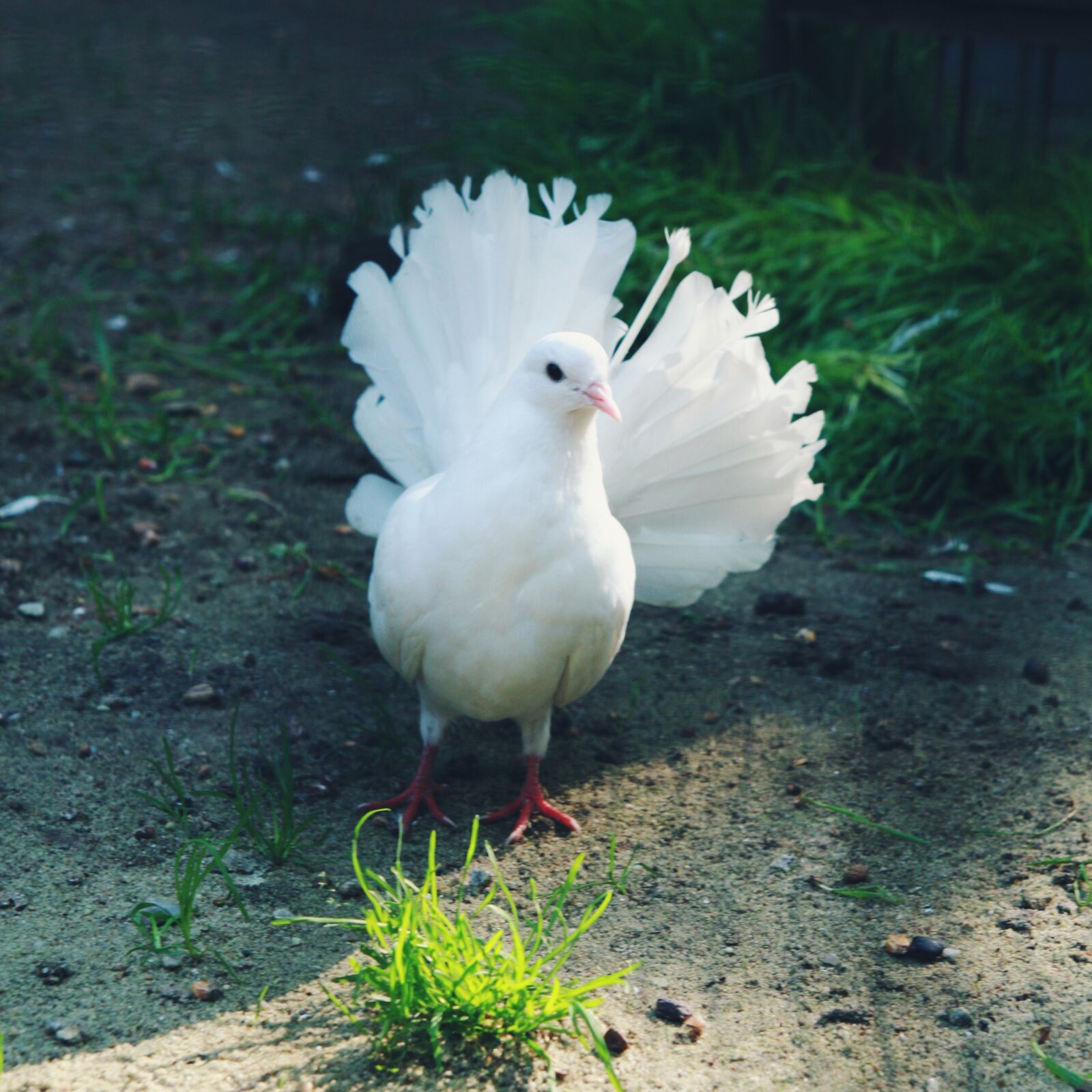 Tamron SP AF 17-50mm F2.8 XR Di II LD Aspherical (IF) sample photo. Bird, delicate, dove, park photography