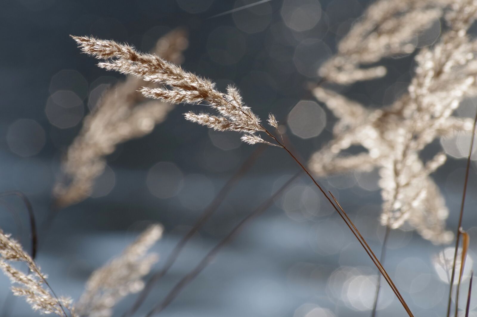 Pentax K-30 sample photo. Grass, halm, seeds photography
