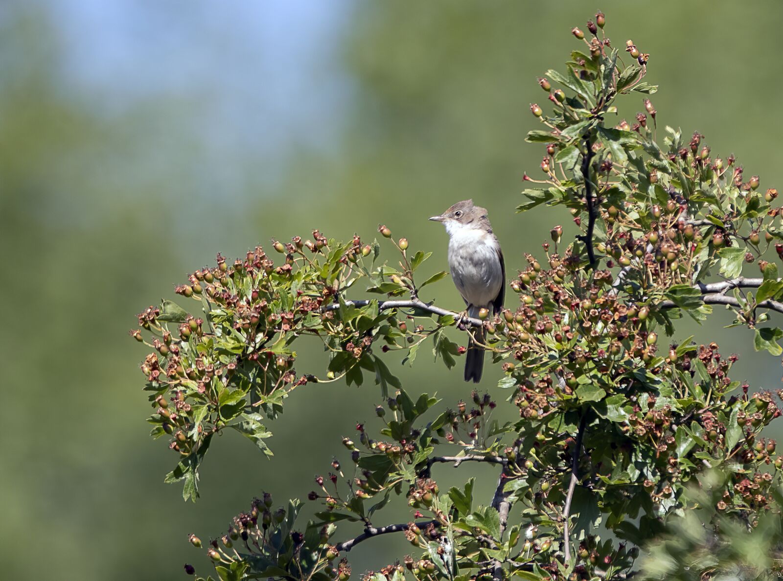 Sigma 100-400mm F5-6.3 DG OS HSM sample photo. Bird, warbler, singing photography