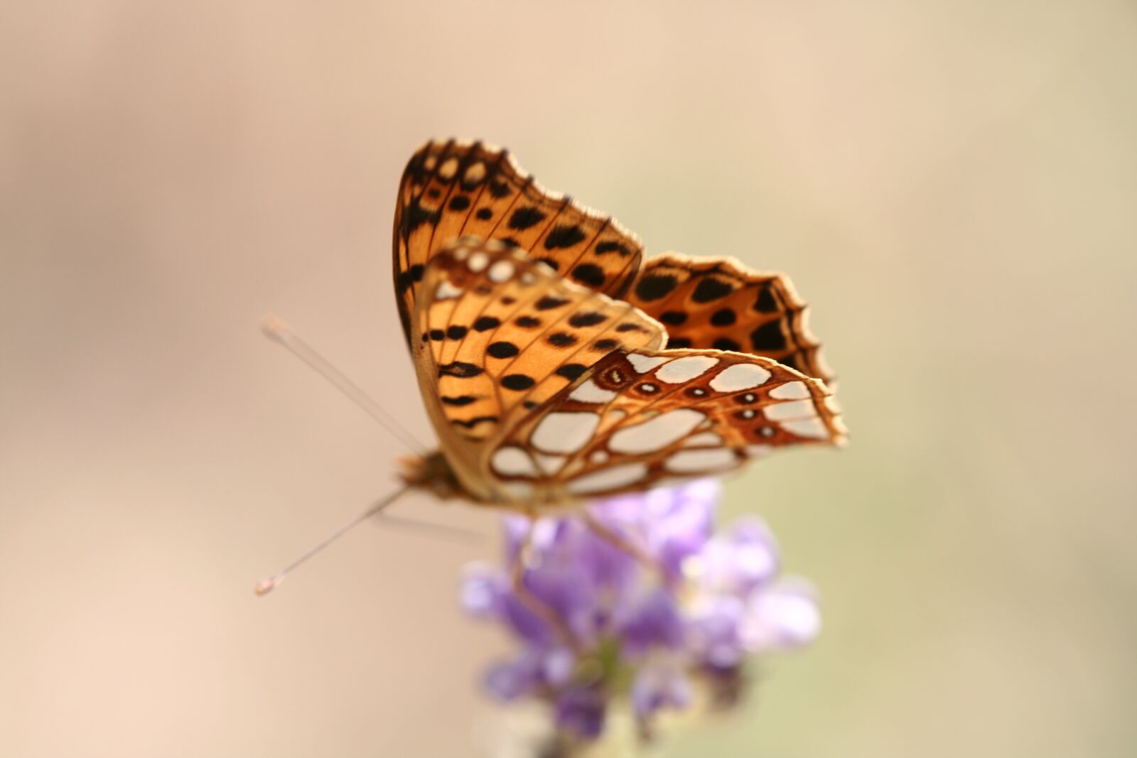Canon EOS 350D (EOS Digital Rebel XT / EOS Kiss Digital N) sample photo. Butterfly, wing, beautiful flower photography
