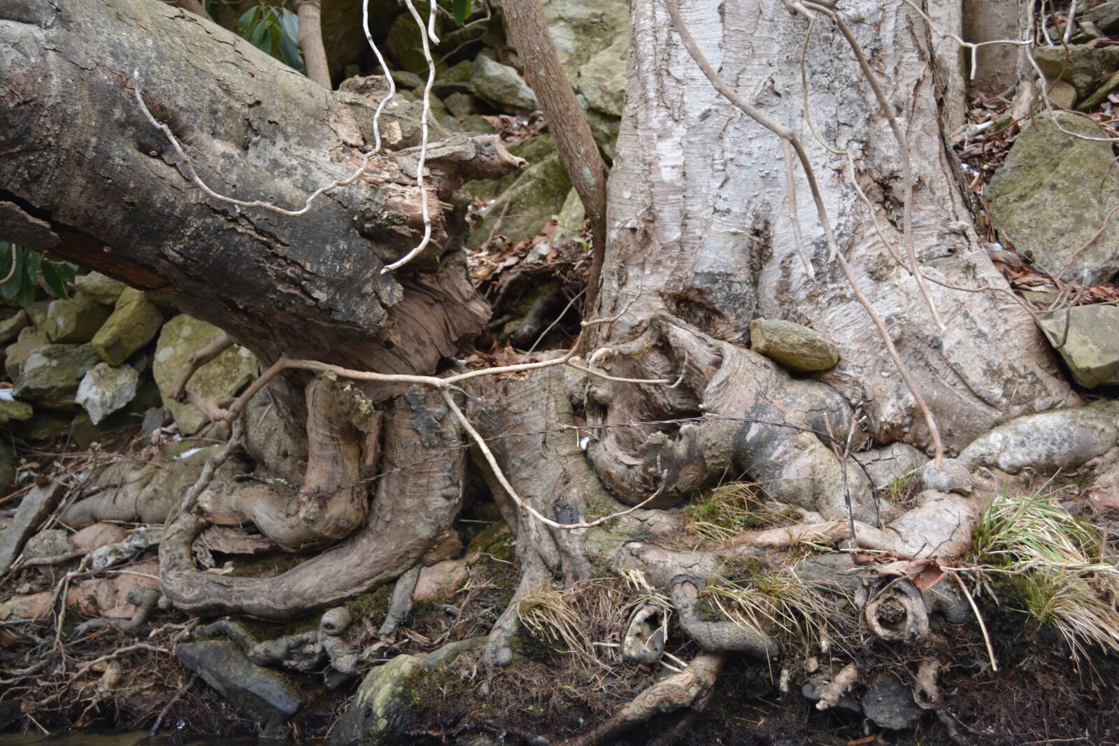 Nikon D5200 sample photo. Root, gnarly, tree roots photography