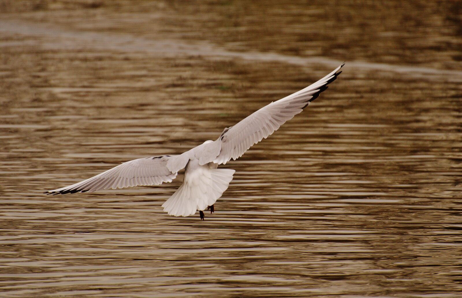 Nikon D3200 sample photo. Seagull, water bird, flying photography