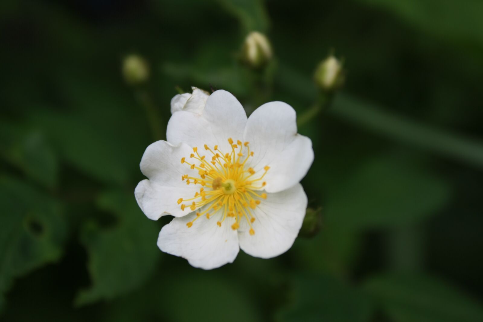 Canon EOS 1000D (EOS Digital Rebel XS / EOS Kiss F) sample photo. Plants, flowers, beauty photography