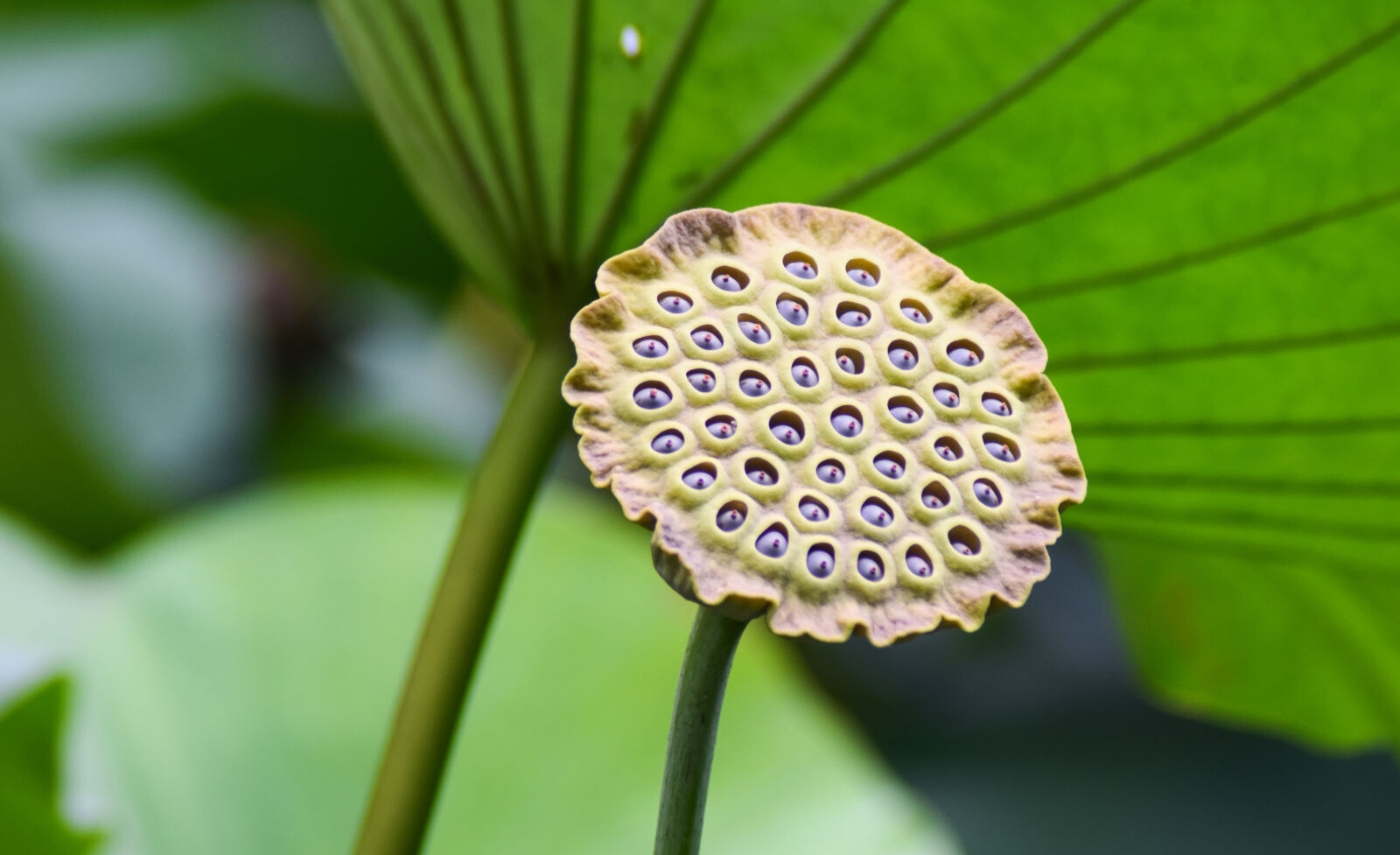 Nikon D5300 sample photo