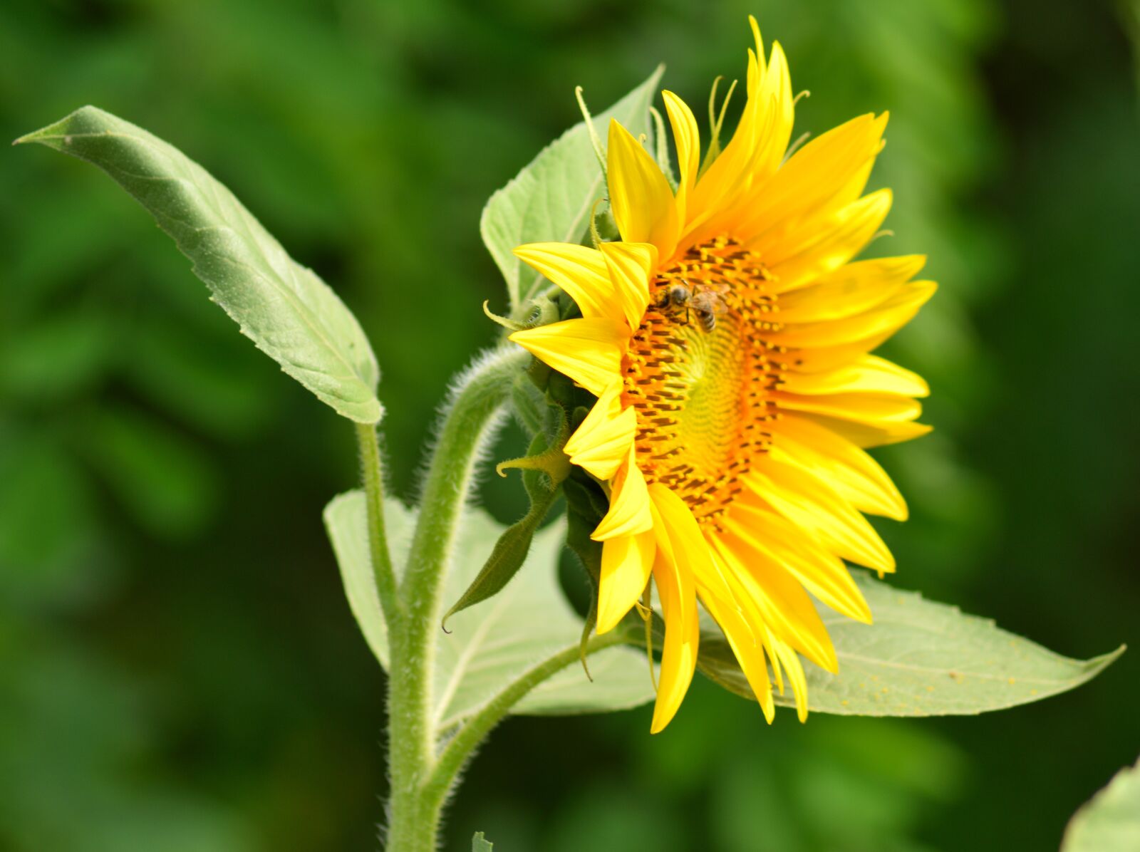 Nikon D3300 sample photo. Sunflower, yellow, nature photography