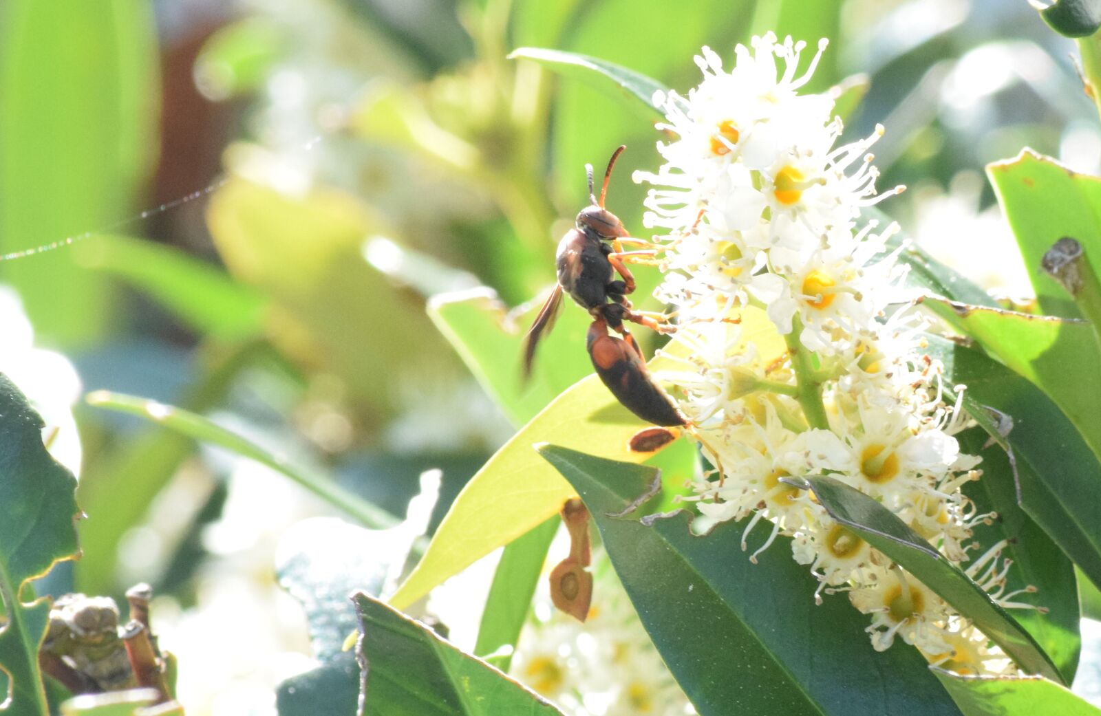 Nikon D3300 sample photo. Spring, bee, nectar photography