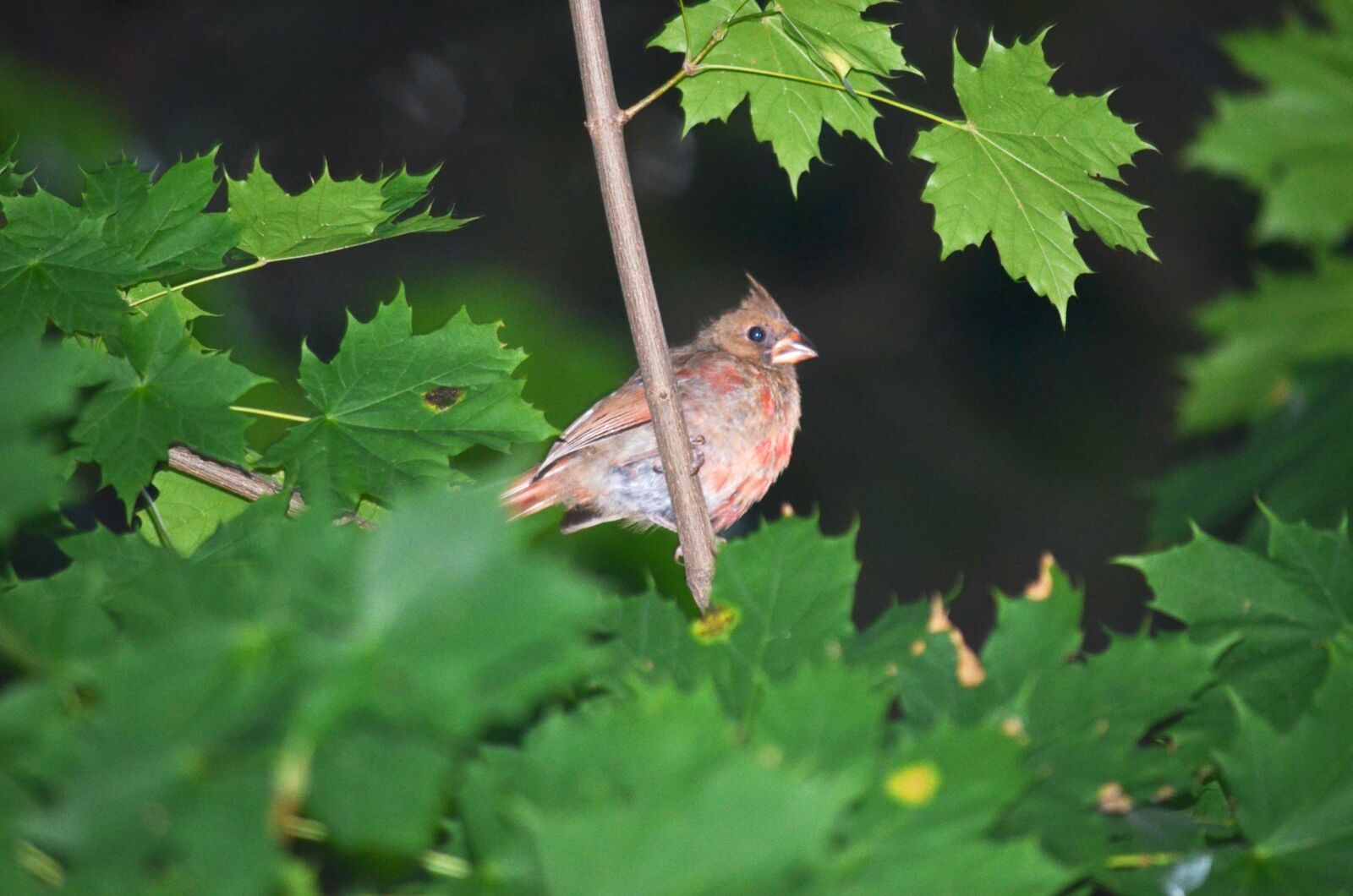 Nikon D5100 sample photo. Bird, branch, animal photography
