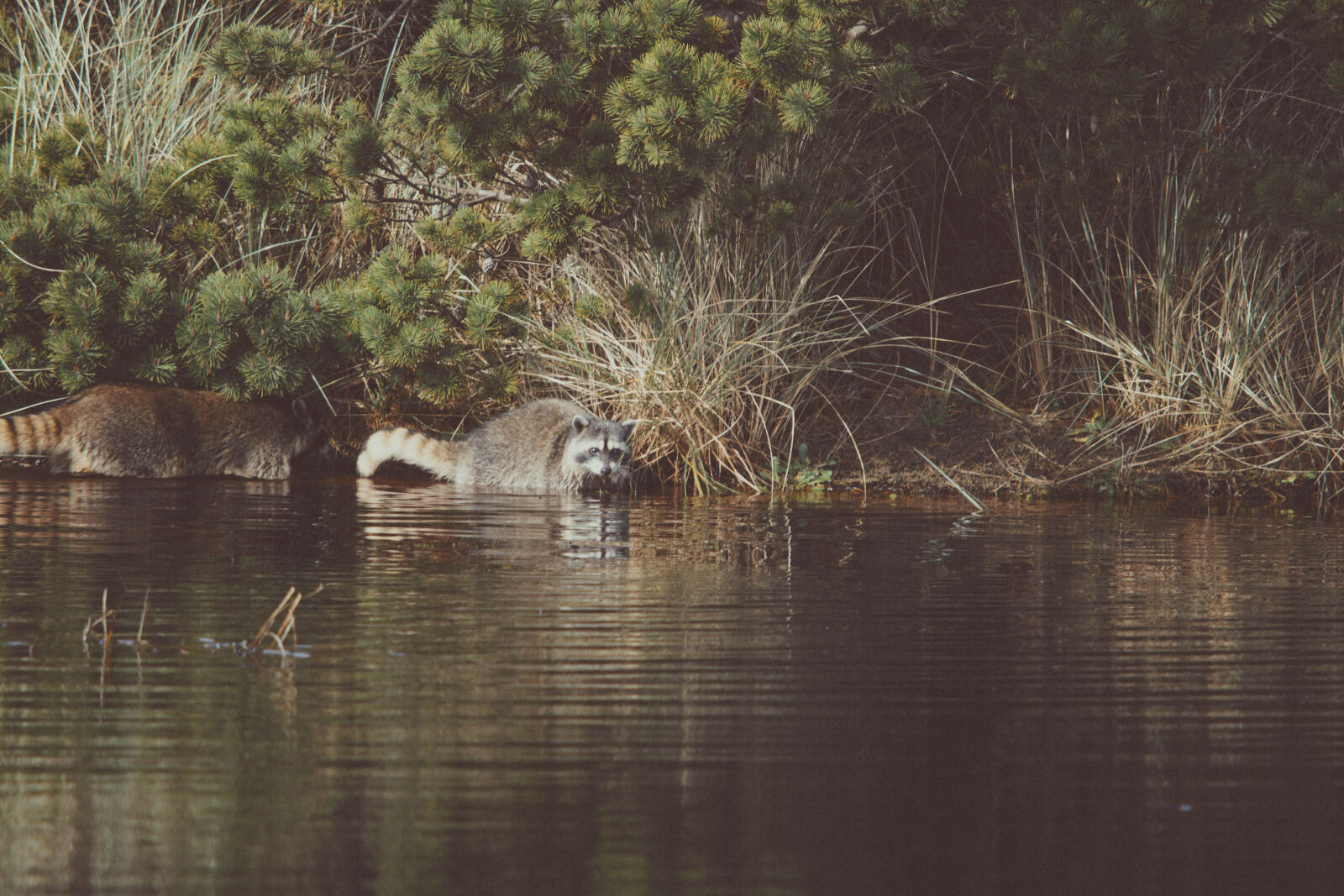 Nikon D5200 sample photo. Animal, lake, outdoors, raccoon photography
